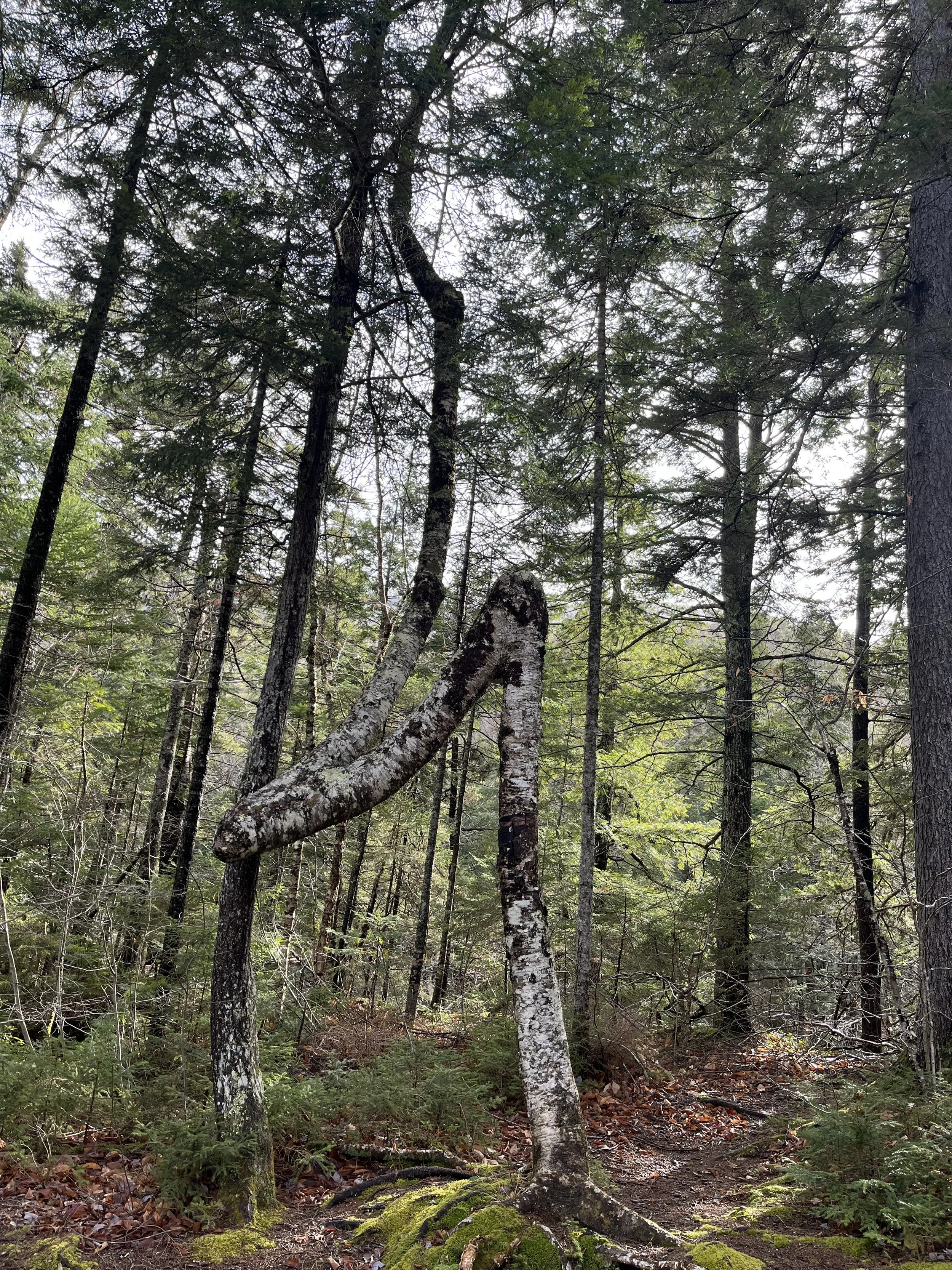 A forest scene with dense trees, moss-covered ground, and two leaning trees intersecting in a natural formation.