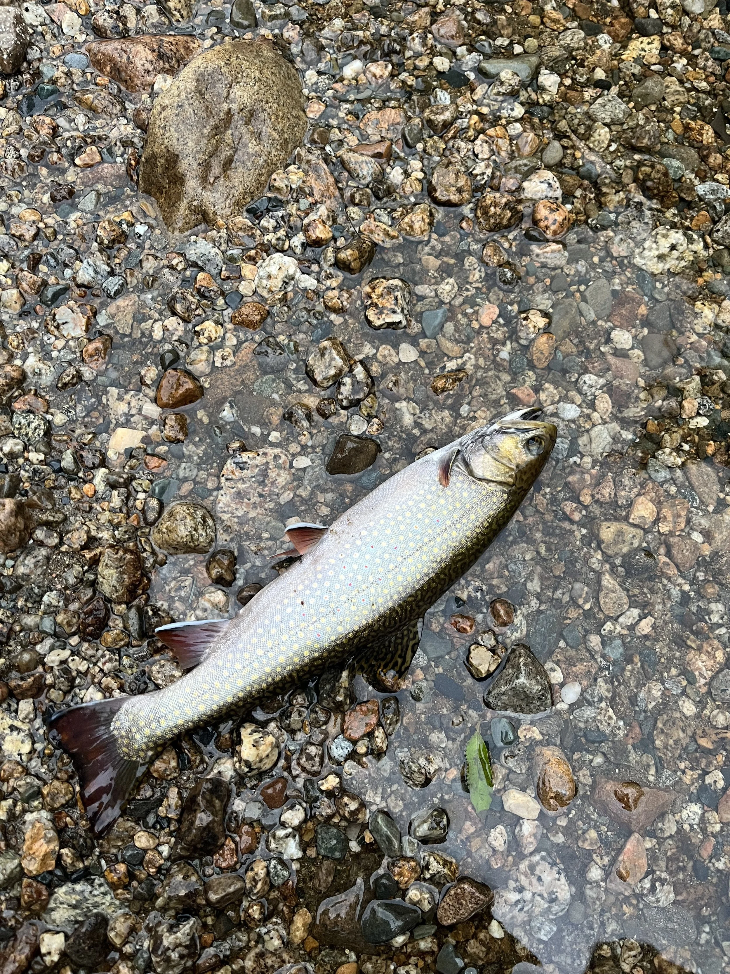 A fish lying on a bed of small rocks and pebbles near the water's edge.