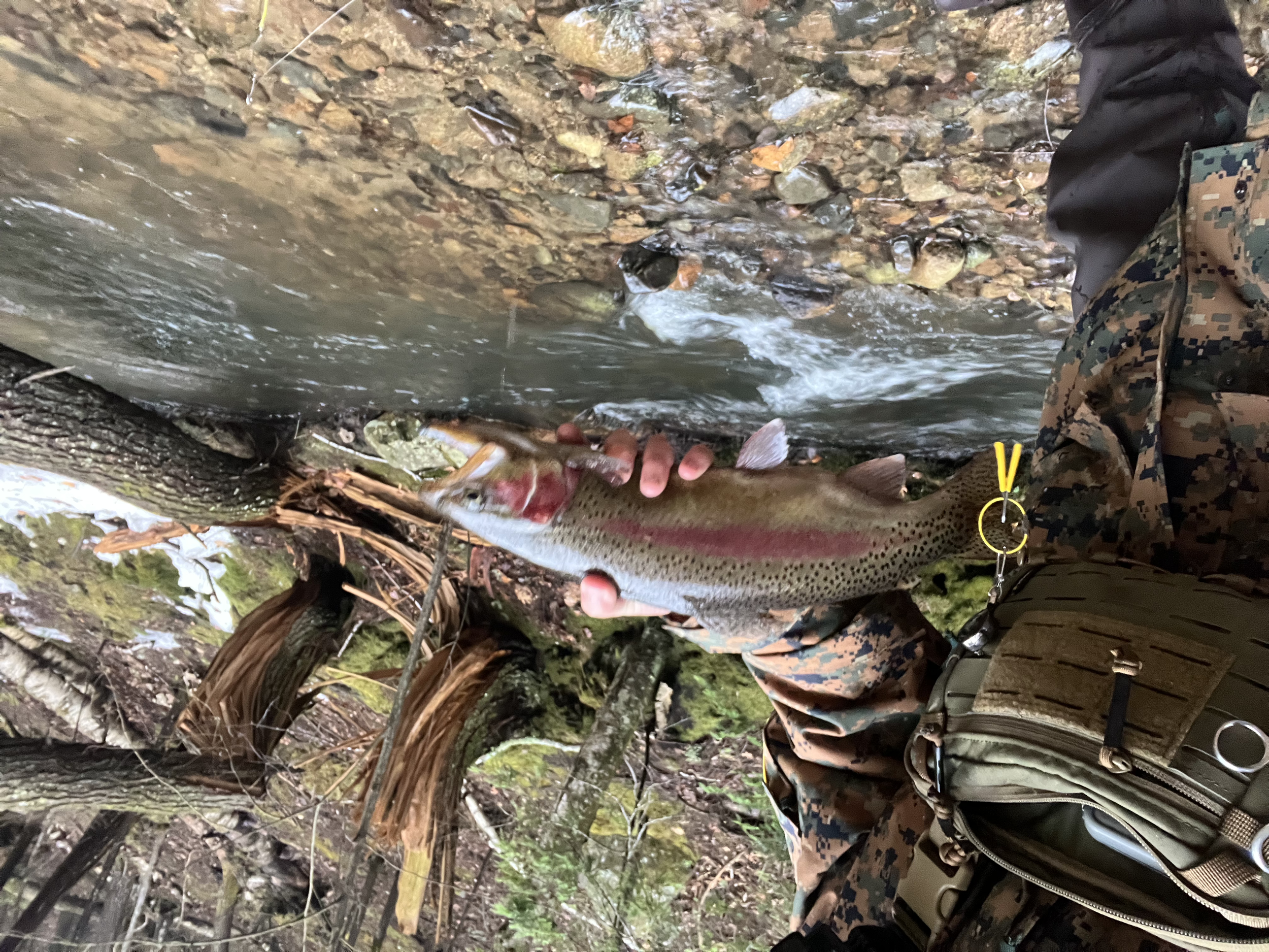 A person wearing camouflage clothing and a tactical backpack is holding a rainbow trout fish over a stream, with a bark and mossy bank on the opposite side.