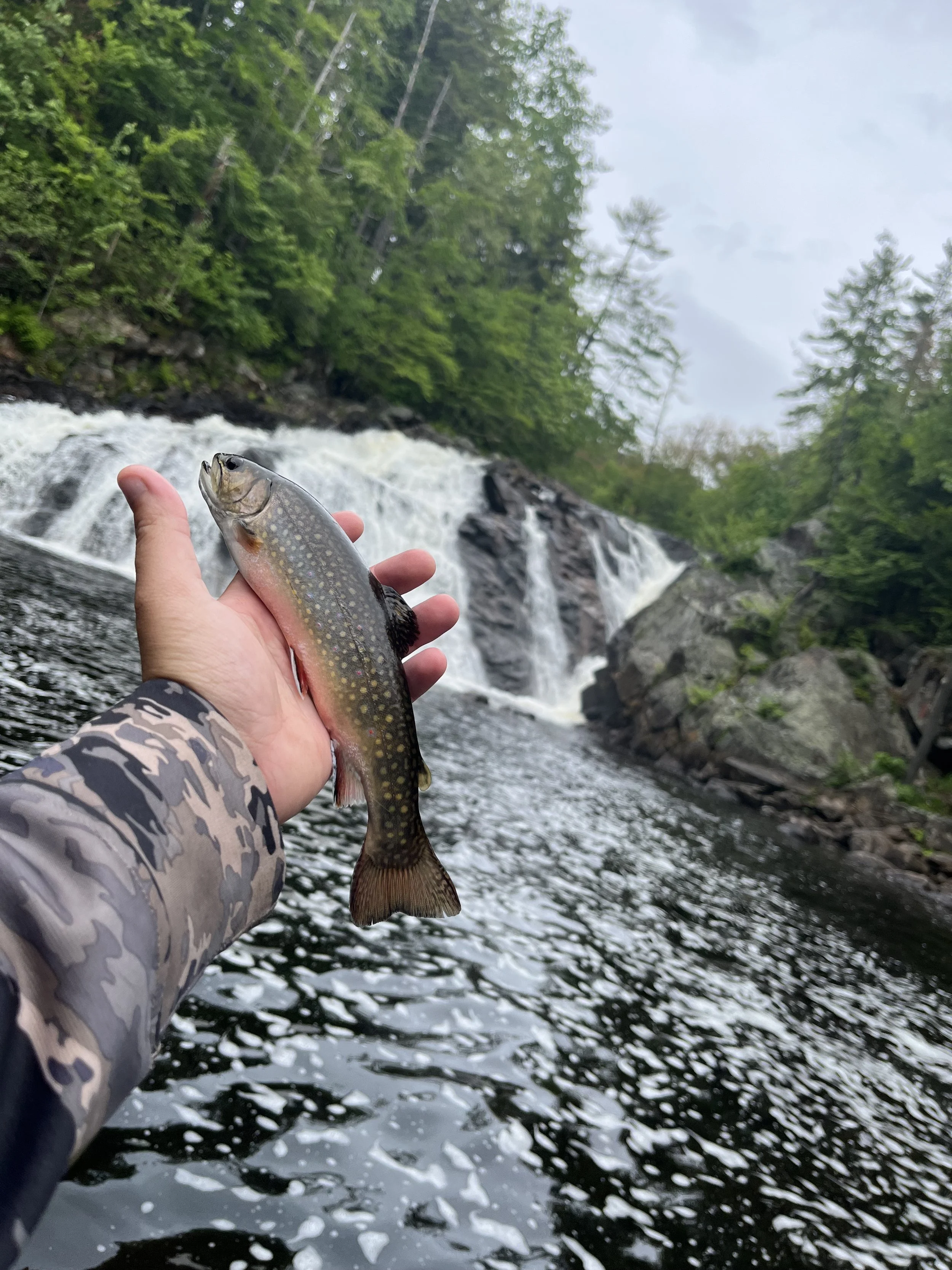 Person holding a fish in front of a waterfall and forested area.