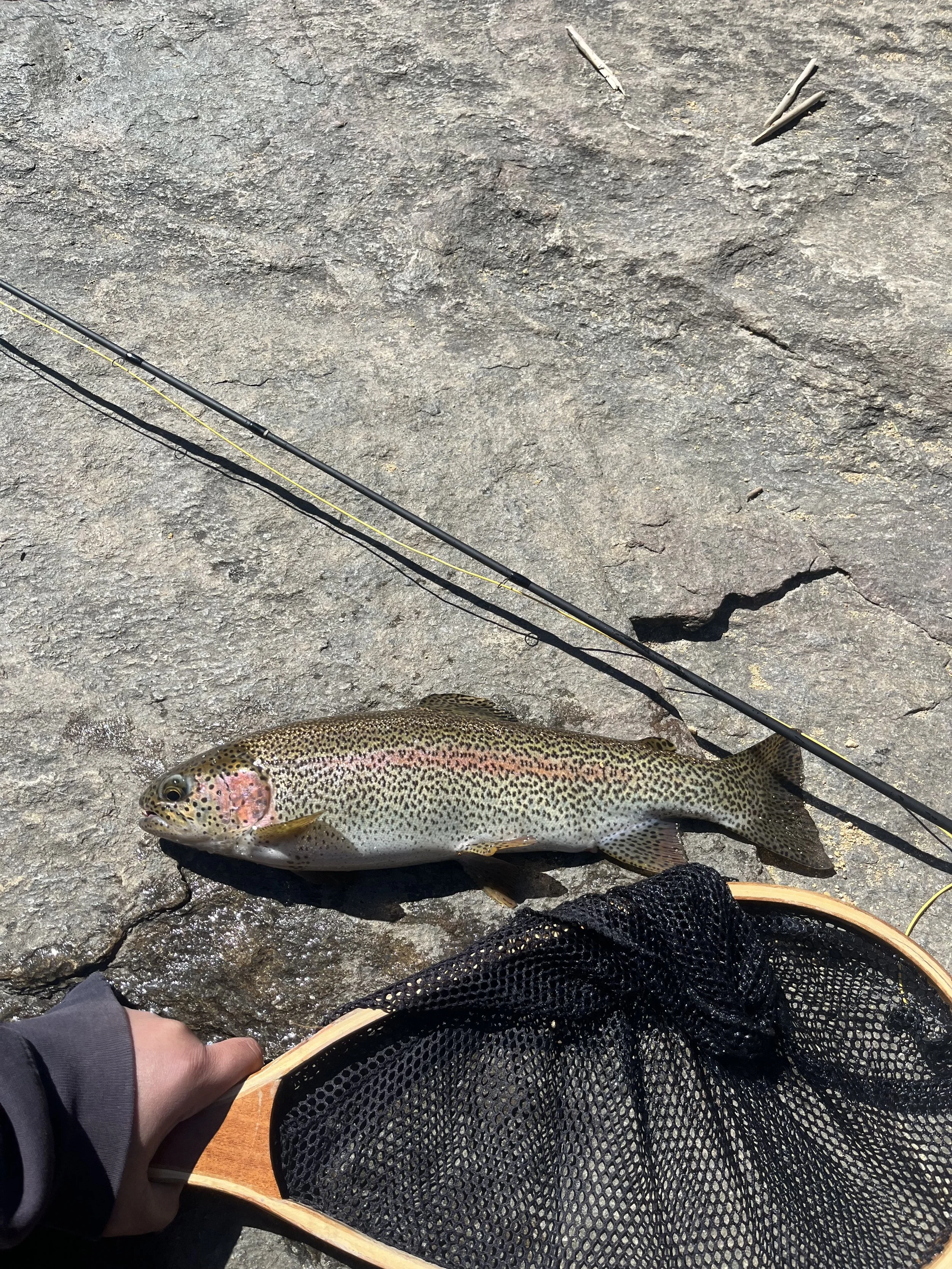 Rainbow trout fish on a rocky surface next to a fishing rod and a fishing net.