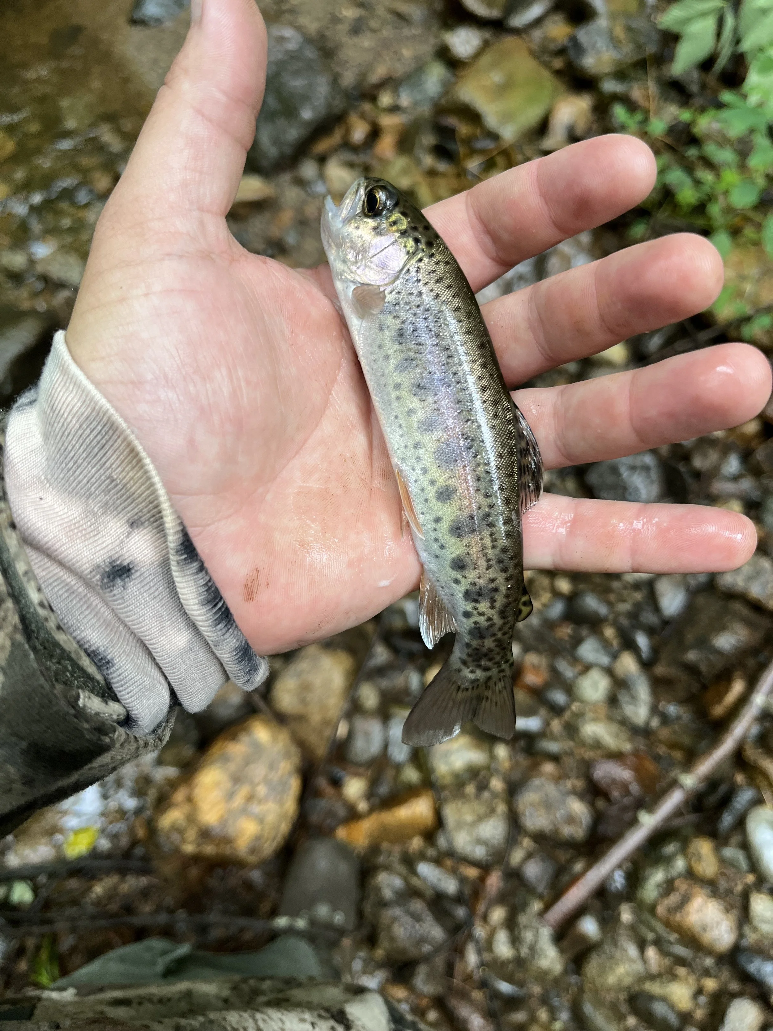 A person holding a small trout fish outdoors over a rocky stream.