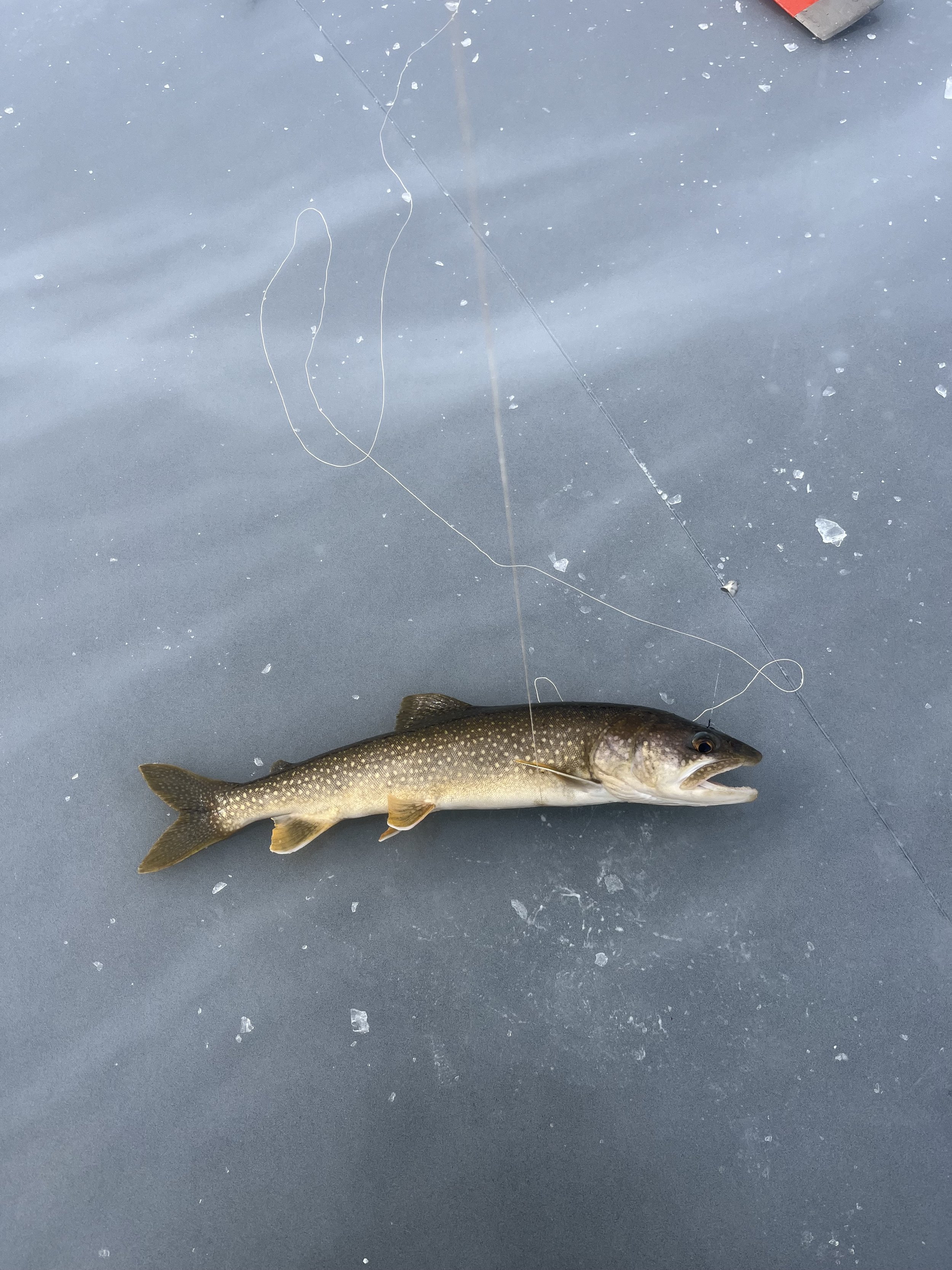 A fish caught on a fishing line lying on a gray ice surface.