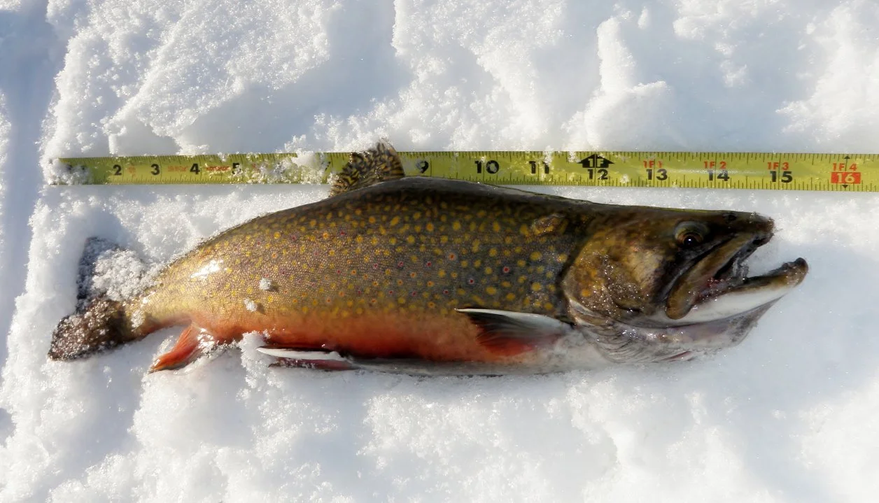 A large fish with yellow and orange spots lying on snow, measured next to a tape that shows about 14 inches in length.