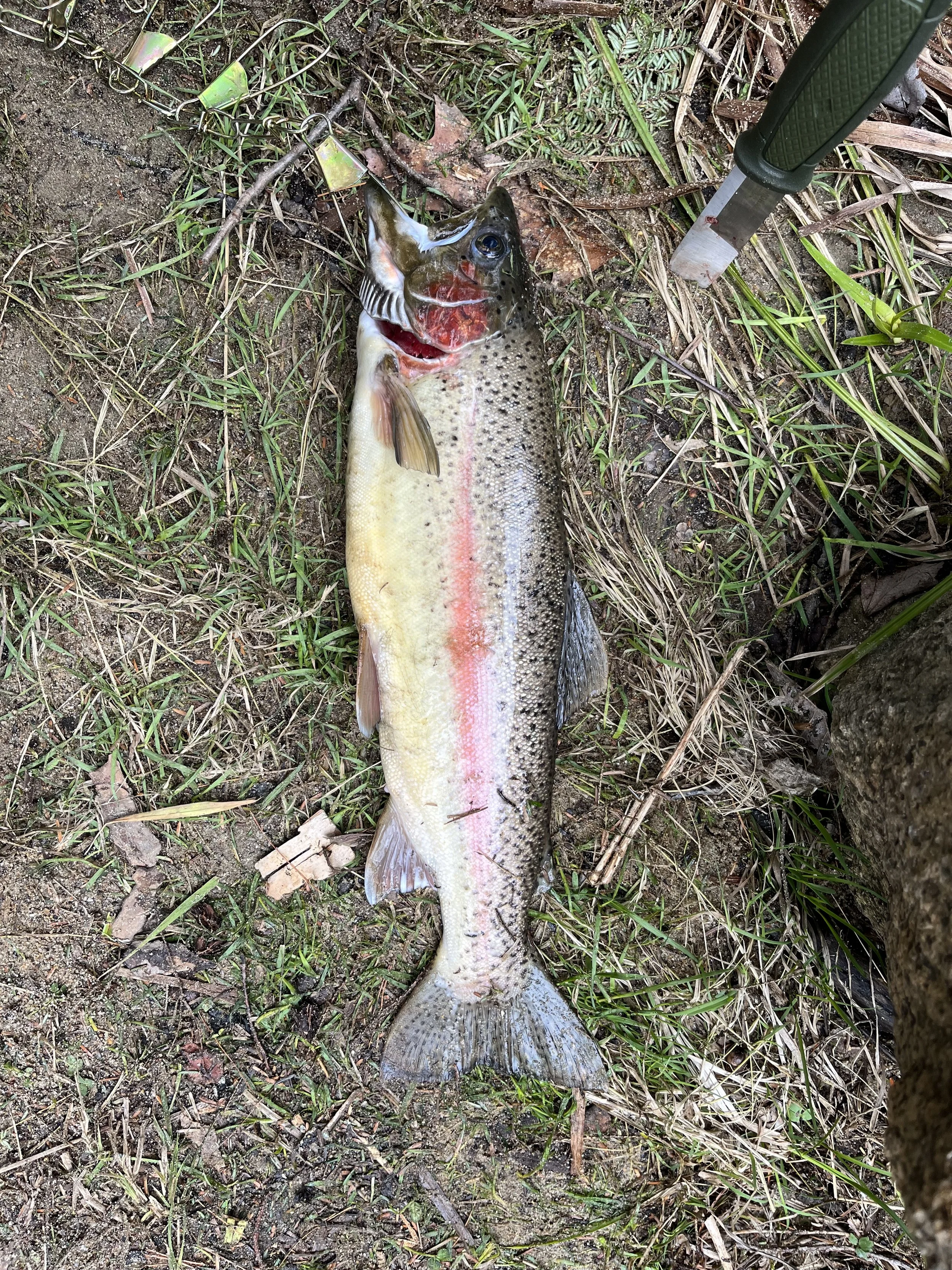 A freshly caught rainbow trout lies on the ground with grass and dirt surrounding it, next to a fishing rod.