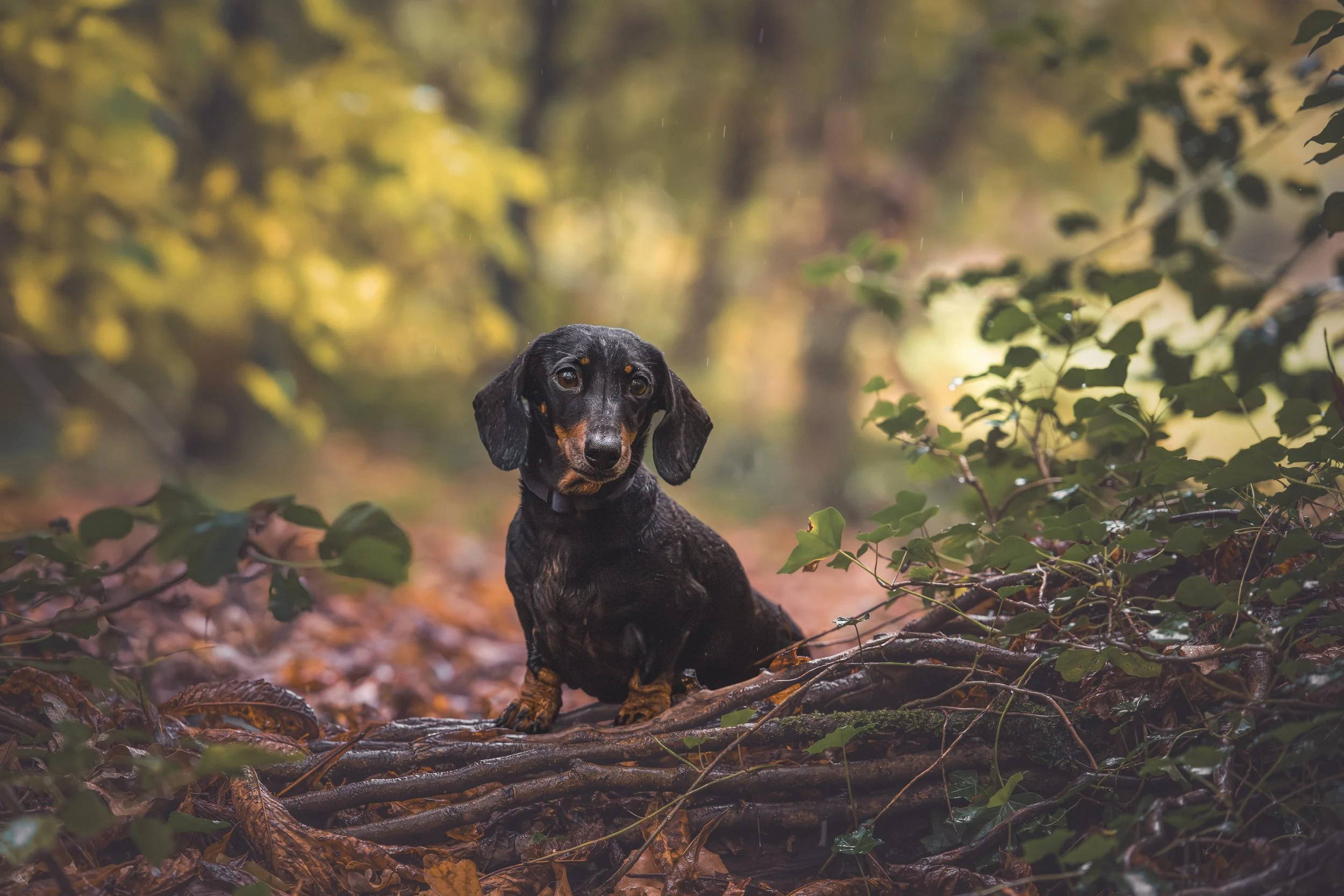 A black and tan dachshund puppy sitting on a forest floor covered with fallen leaves and branches, with greenery and trees in the background during daytime.