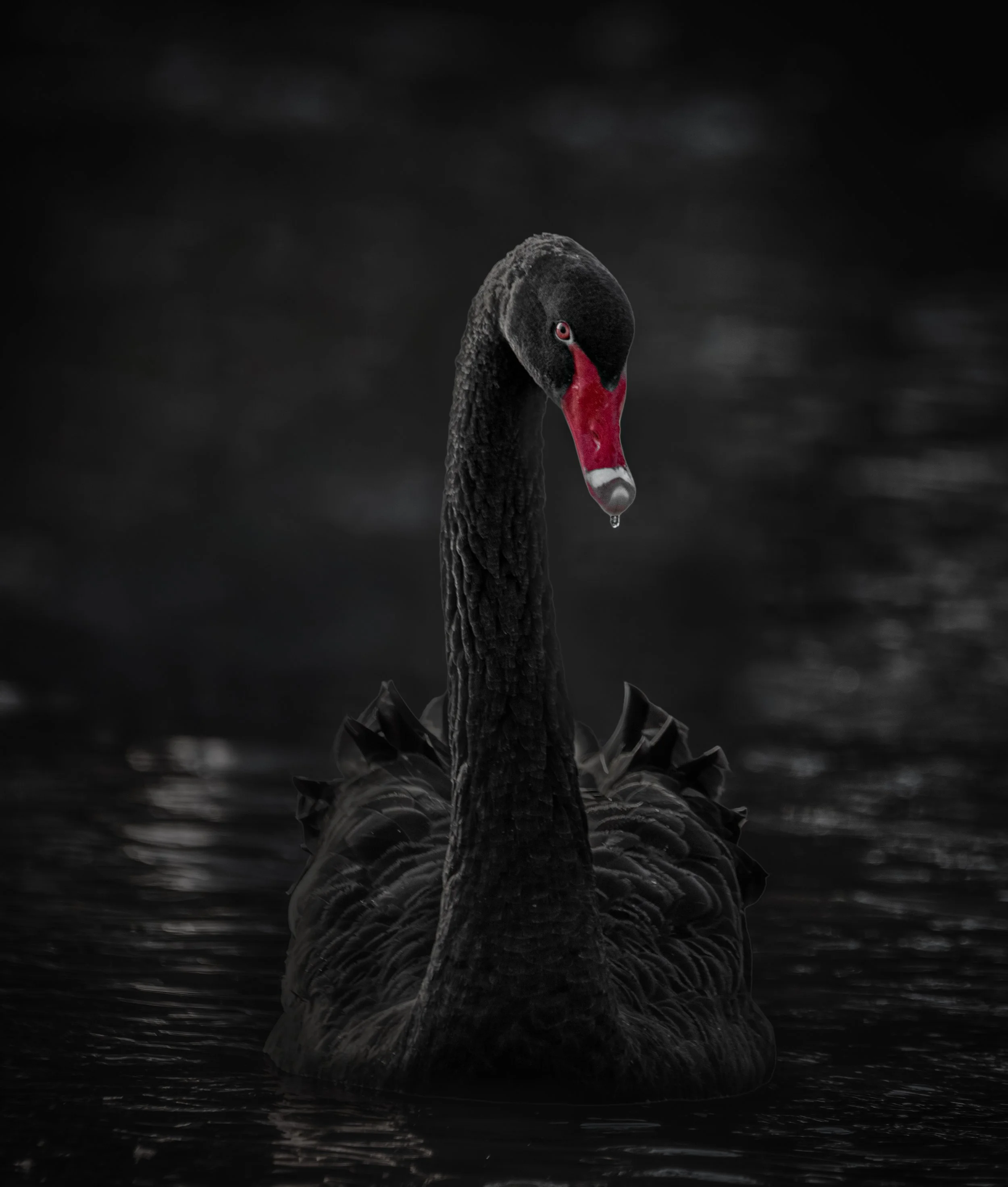 blackswan8.jpg