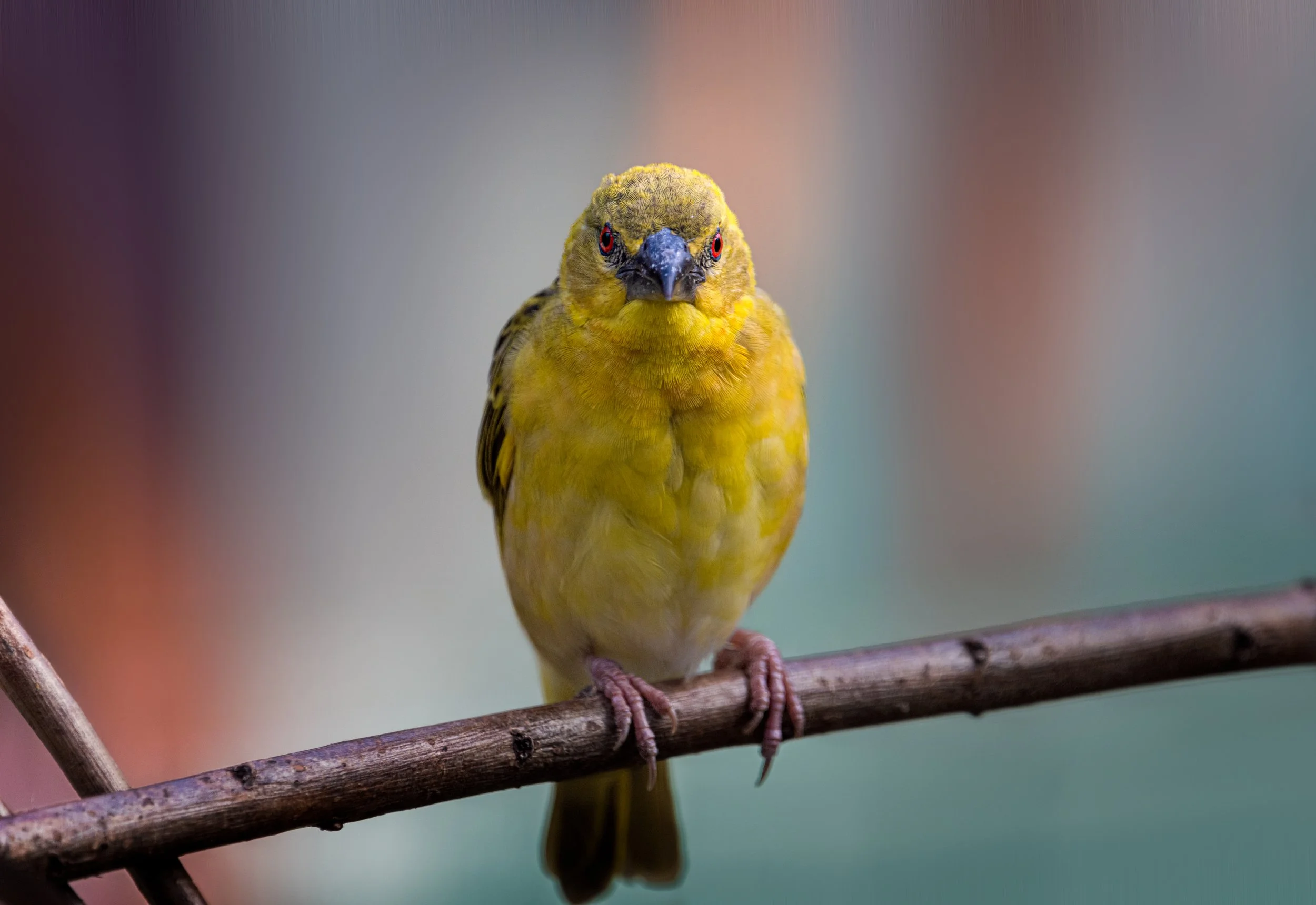 yellow bird.jpg
