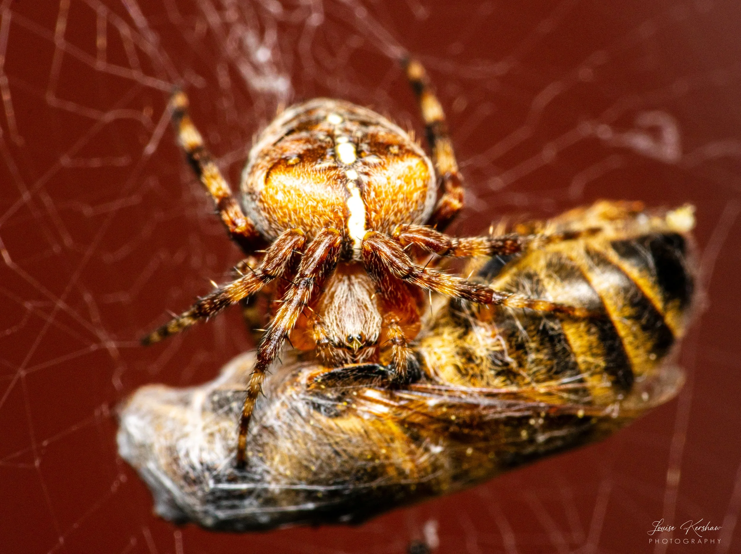 spiderprey1160823.jpg