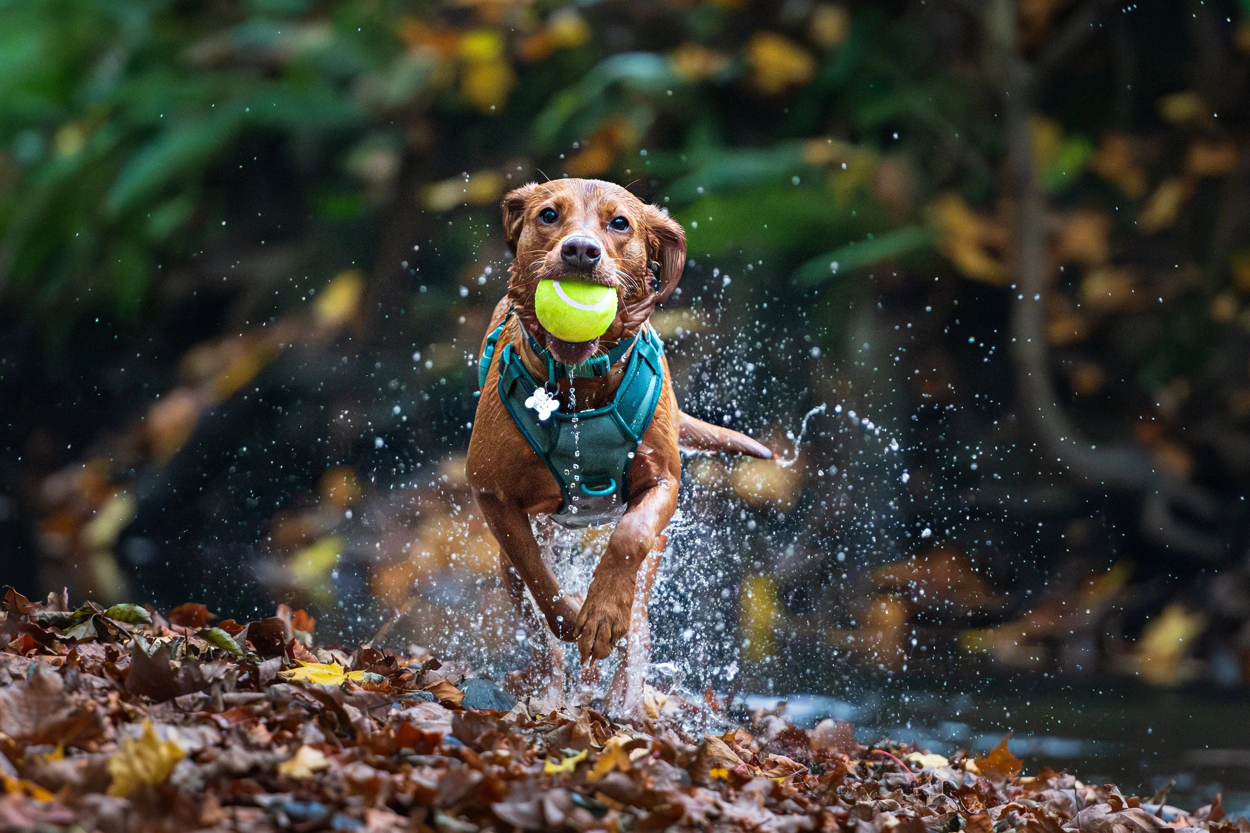 A brown dog wearing a teal harness running through a stream with a tennis ball in its mouth, splashing water around.