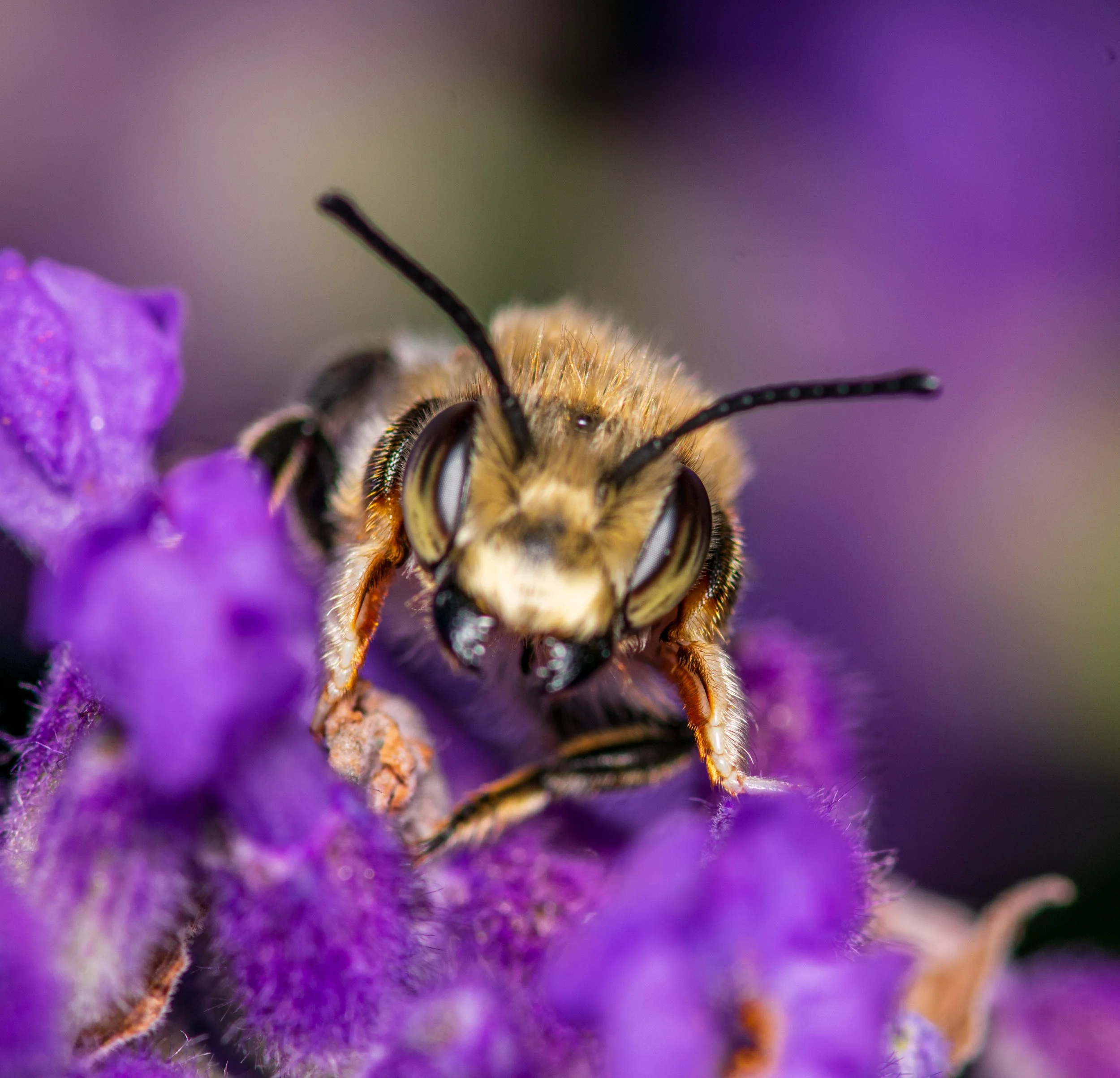 010724bee2.jpg