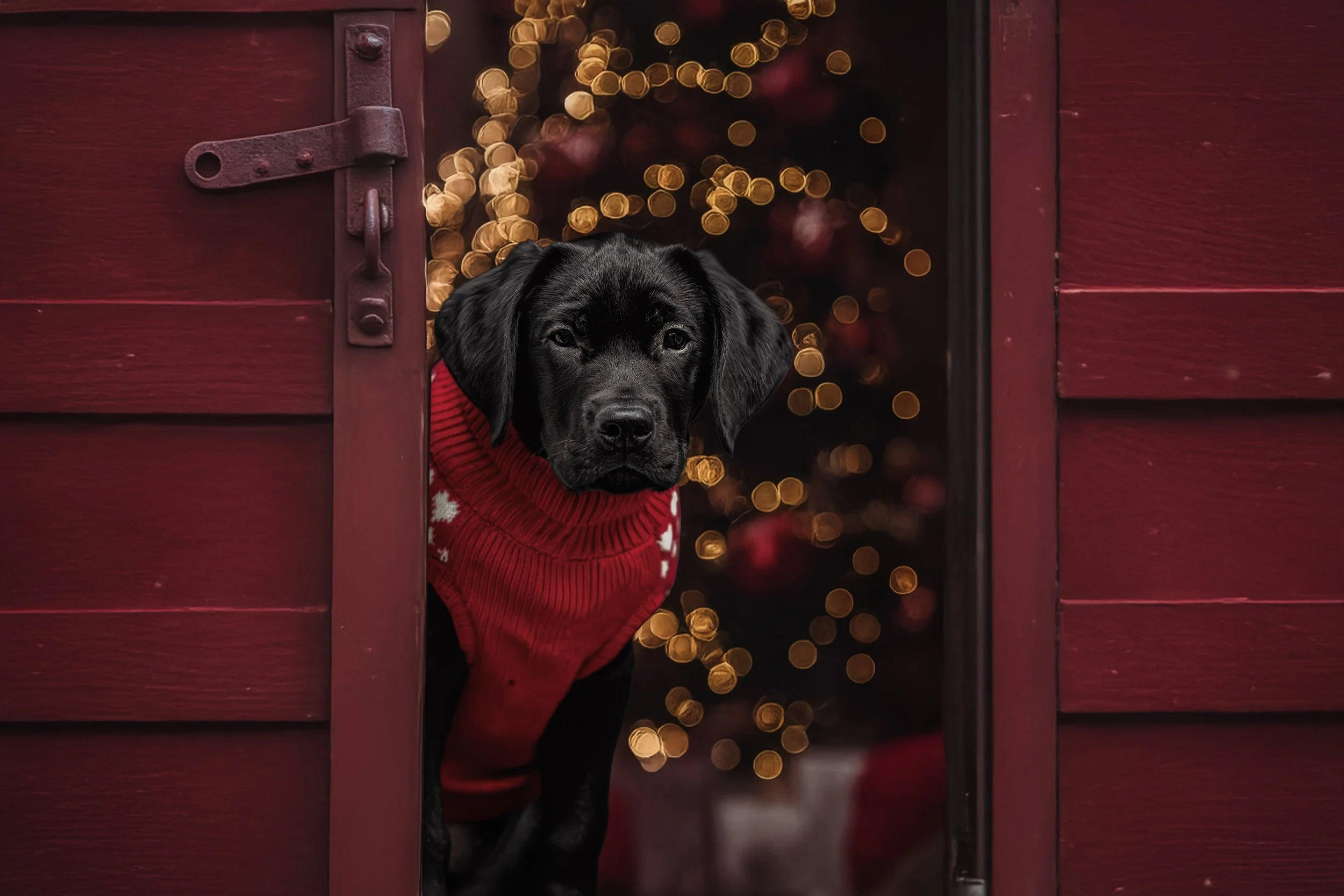 Goose Christmas barn.jpg