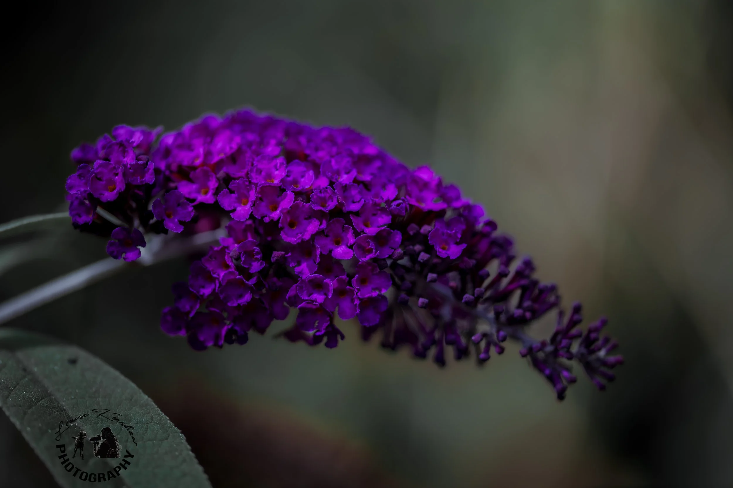 purpleflower1.jpg