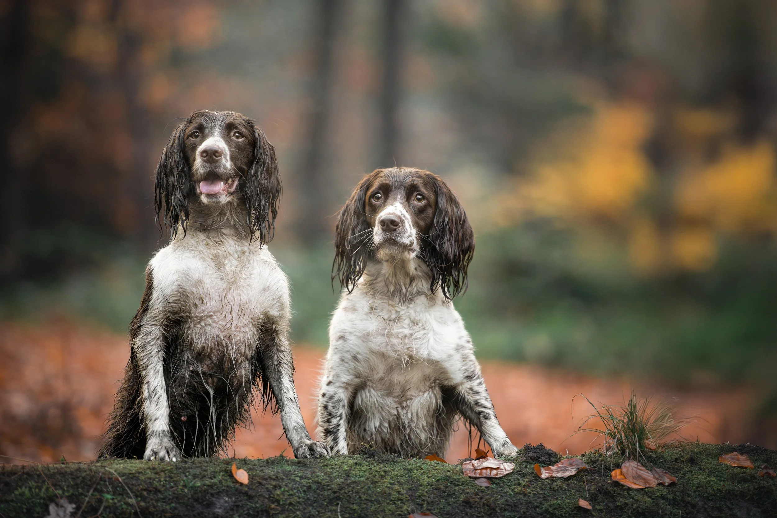 Two English Springer Spaniel dogs with wet fur sitting on a mossy log in a forest with autumn leaves and blurred trees in the background.