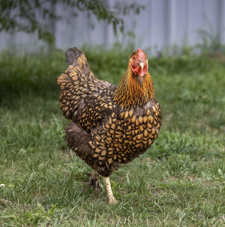 Rainbow Egg Pullet Package