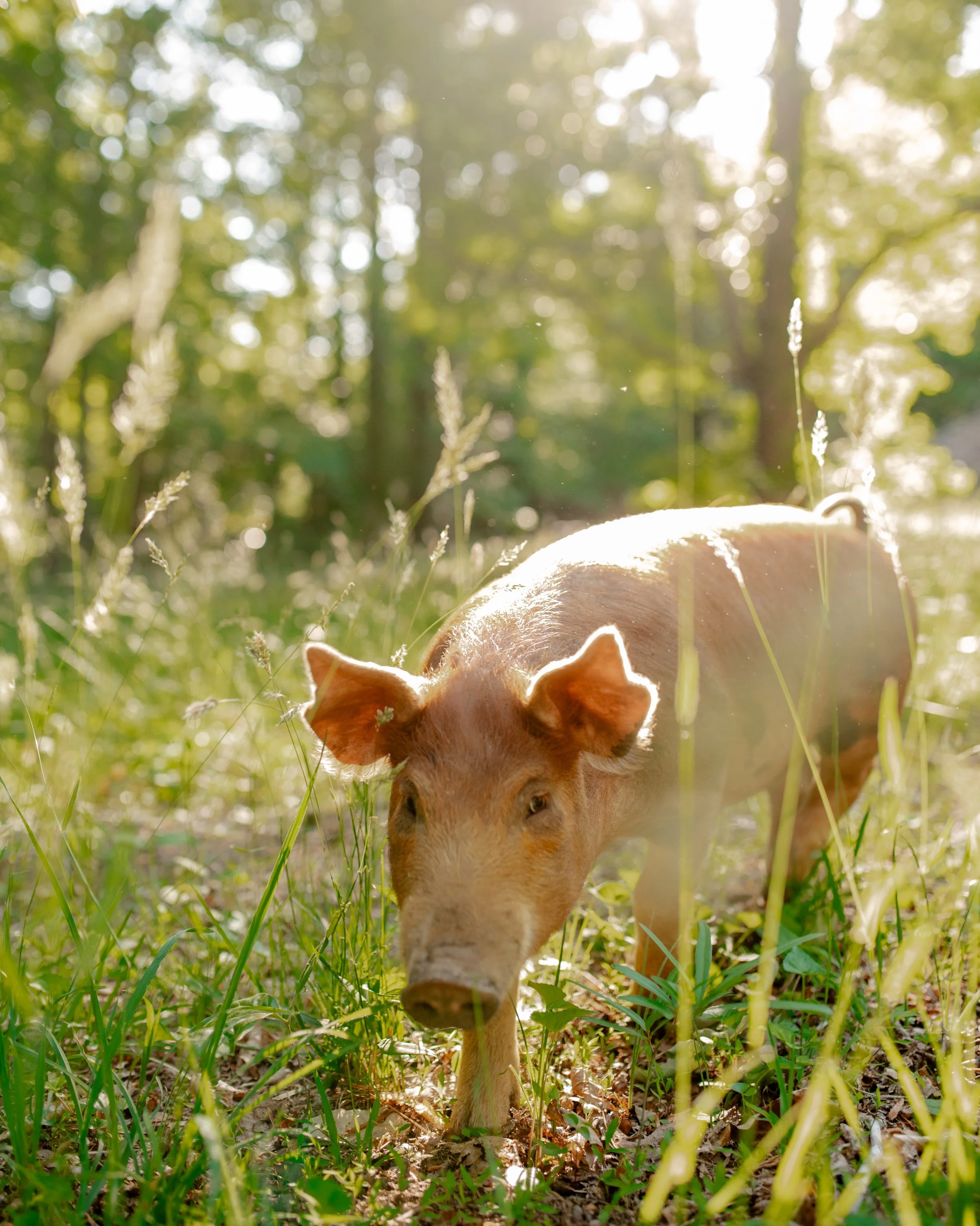 A dog with light brown fur walking in a grassy, sunlit forest.