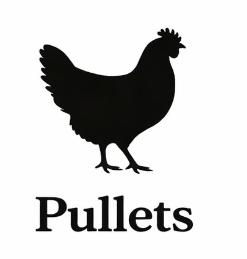 Silhouette of a rooster with the word 'Pullets' below it.