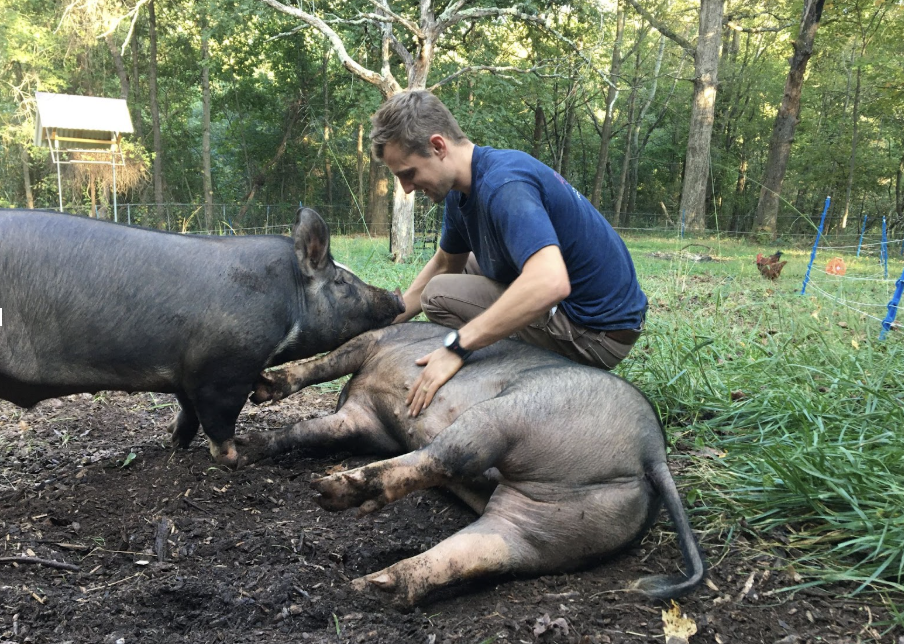 A man kneeling near a resting piglet while another pig stands nearby in a wooded outdoor setting.