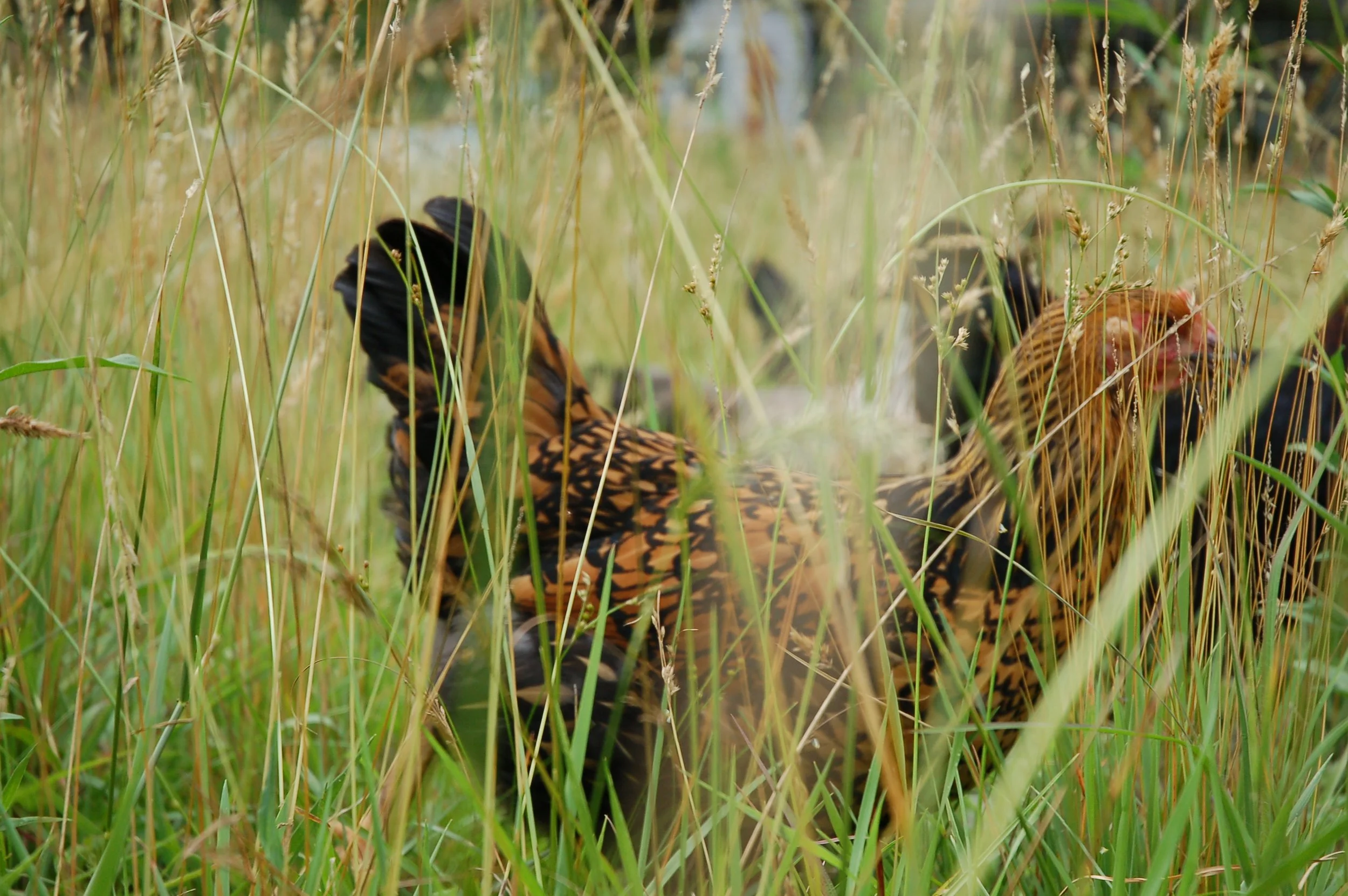 DSC_0161 - Copy.JPG