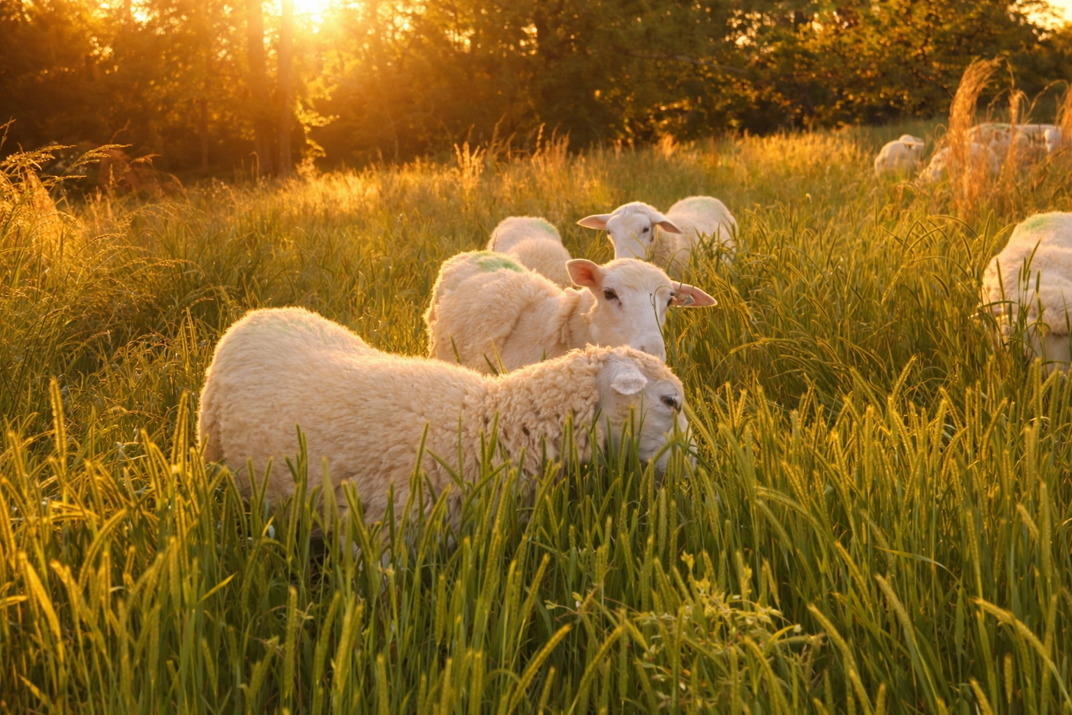 Sheep grazing in a sunlit meadow during sunset with tall grass and trees in the background.