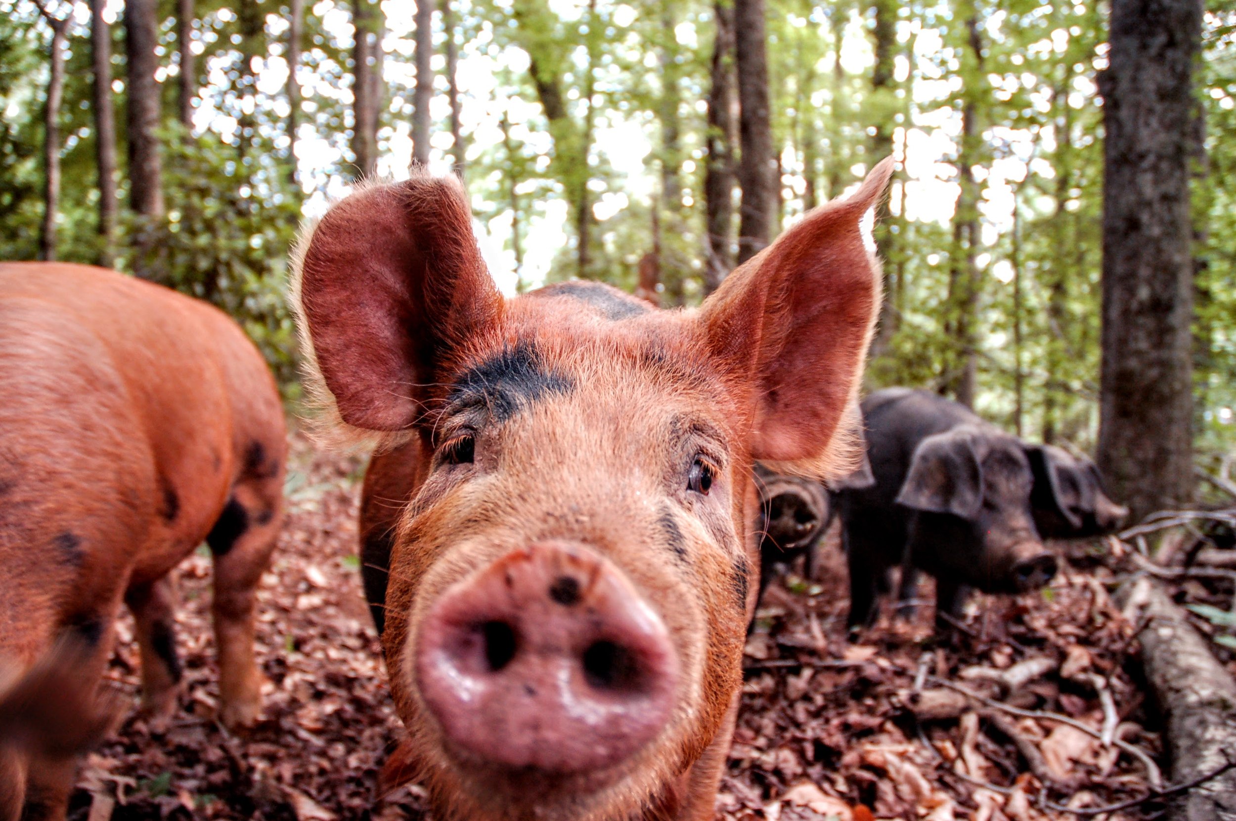 Close-up of  Berkshire X Red Wattle pig  face among other pigs in a forest with sunlight filtering through trees. In Greenville South Carolina. Organic, soy free, pork