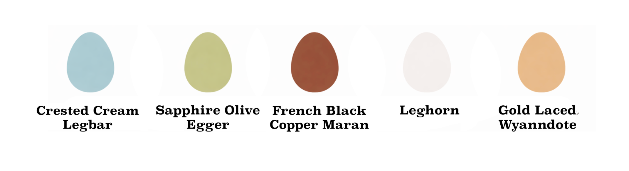 Color palette with five teardrop-shaped color samples labeled from left to right: Crested Cream Legbar, Sapphire Egger, French Black Copper Maran, Leghorn, Gold Laced Wyandotte.
