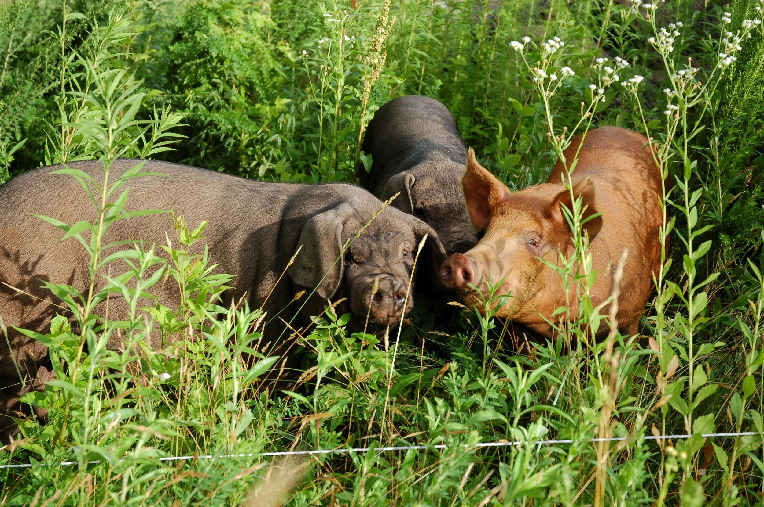 soy free , corn free, organic pork. half pig Greenville SC 29609