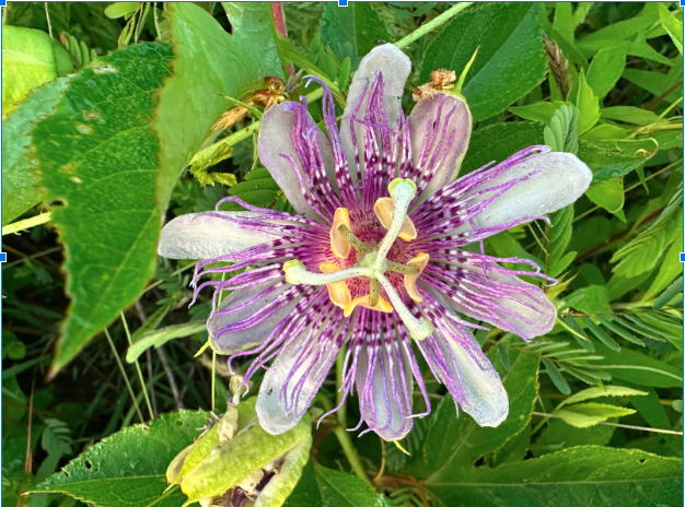 A purple and white passionflower with bee flying near it, surrounded by green leaves.