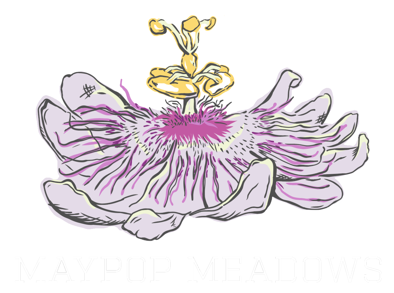 Illustration of a stylized flower with large petals, featuring shades of purple and yellow, and the text "Maypop Meadows" underneath.