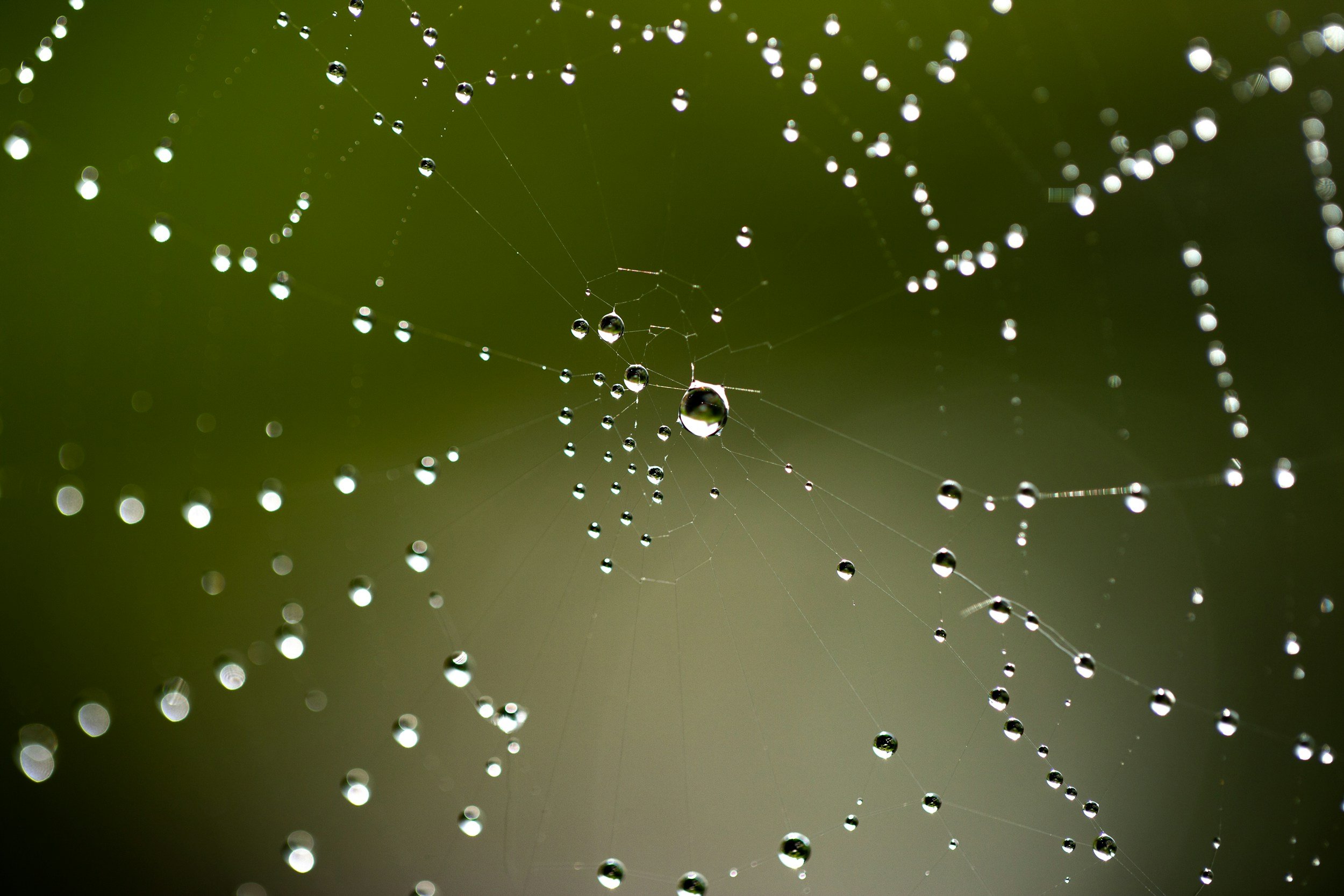 Water droplets reflect on a spider web with a green background