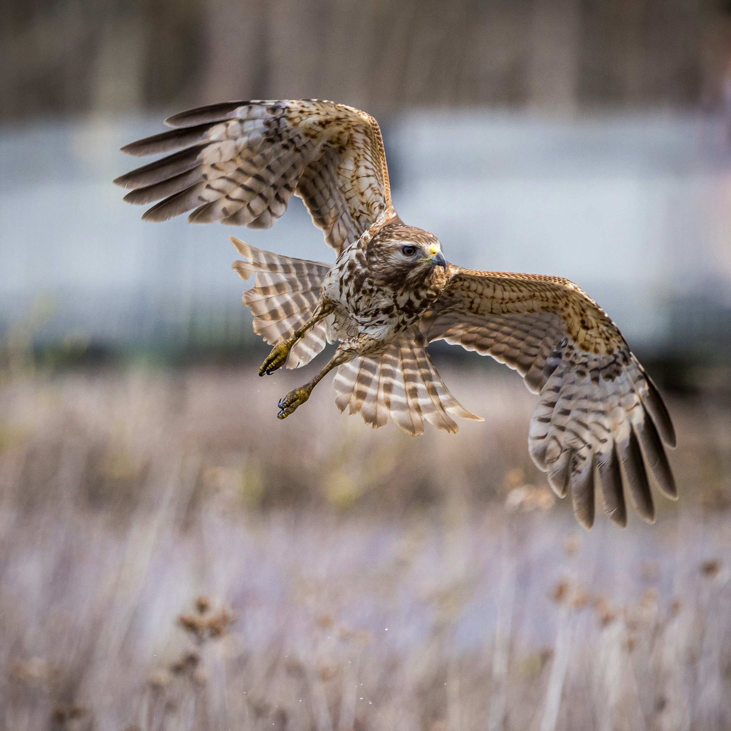 Hawk in mid-flight over a grassy landscape