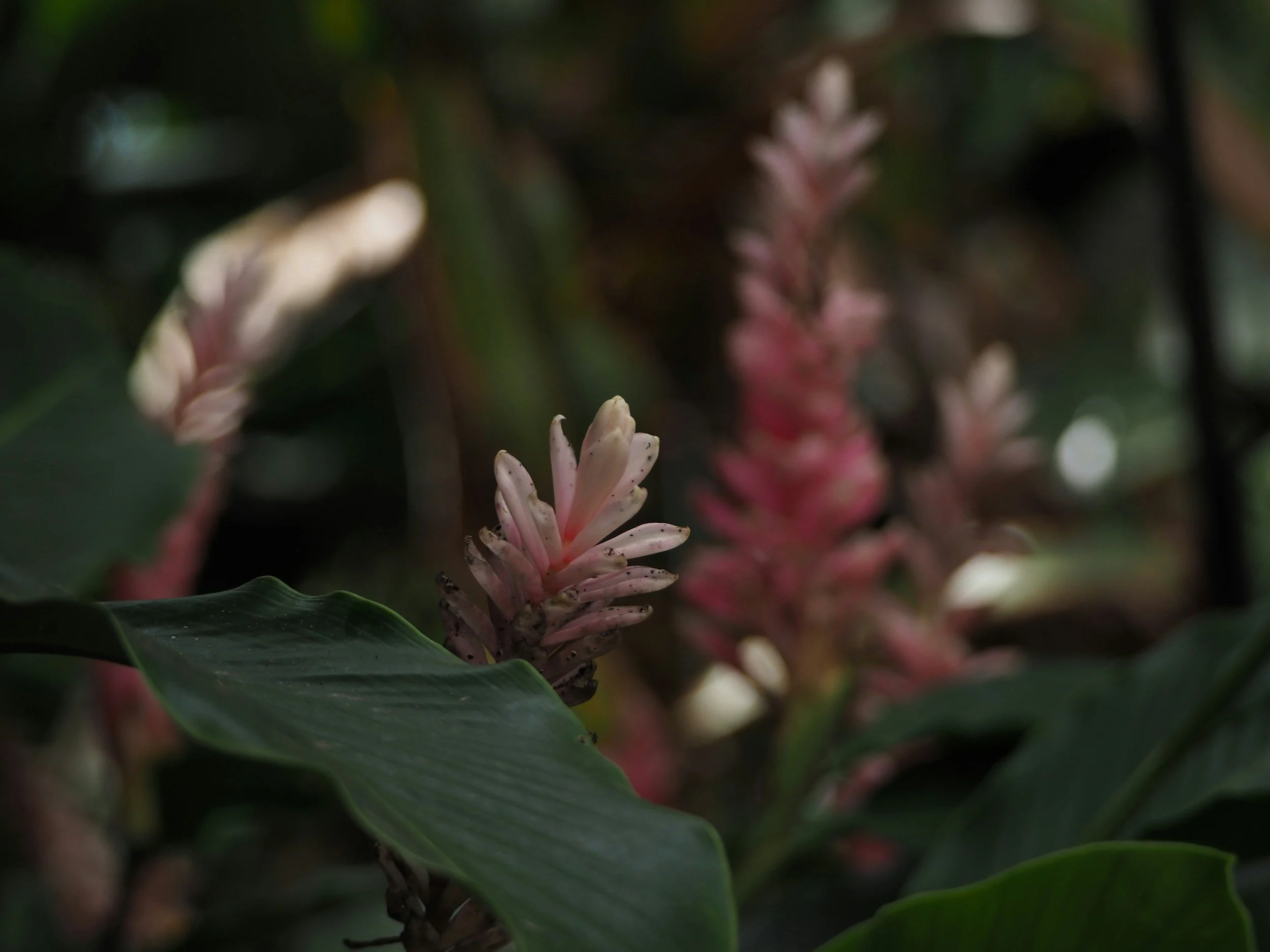 Close-up of pink flowering plants with green leaves in soft natural light