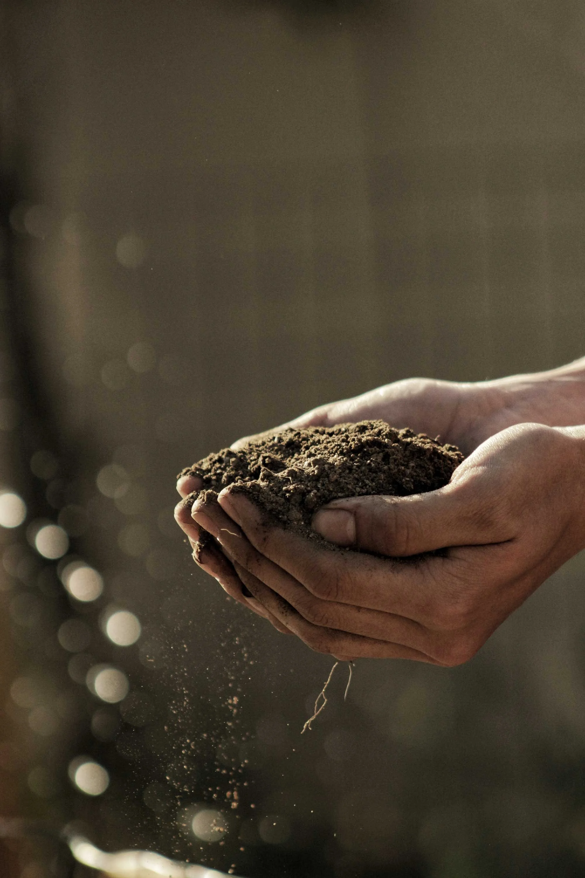 A person holding soil in their cupped hands outside