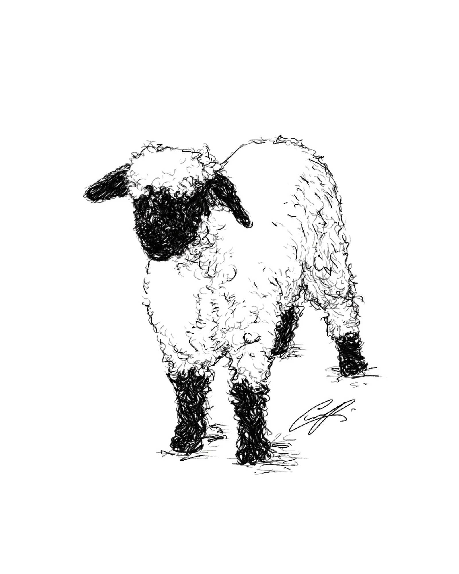 Little Lambs of Ireland | Digital Print