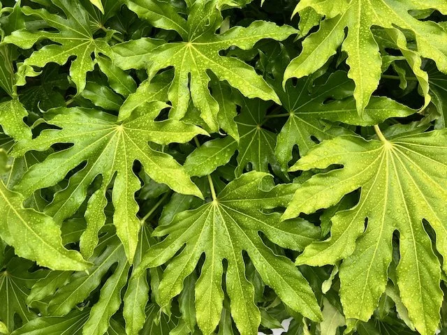 The Science Behind Meditation