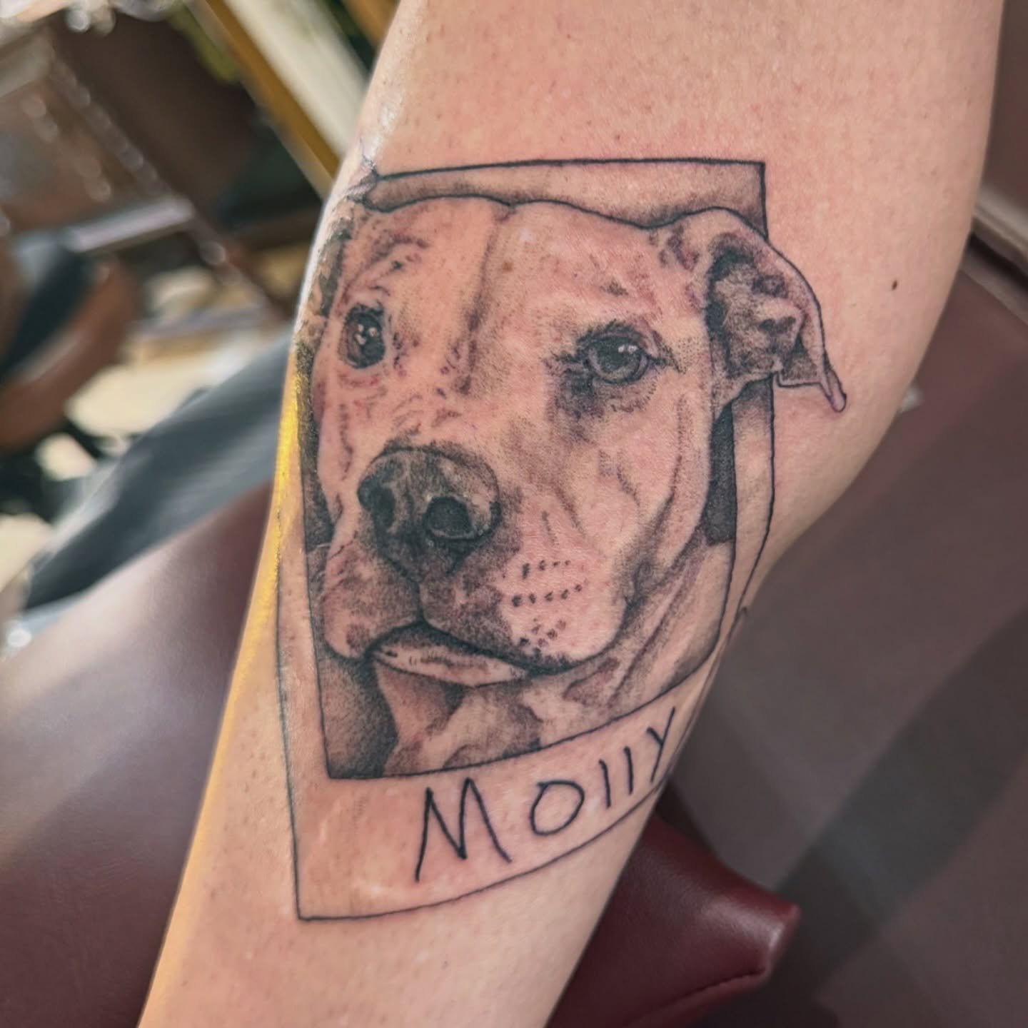 A pet portrait Polaroid of sweet Molly dog from a few months ago&mdash;

🌳

HEY!! I am currently on maternity leave, but if you&rsquo;d like to be first in line to get tattooed when I return, please refer to the pinned post at the top of my Instagra