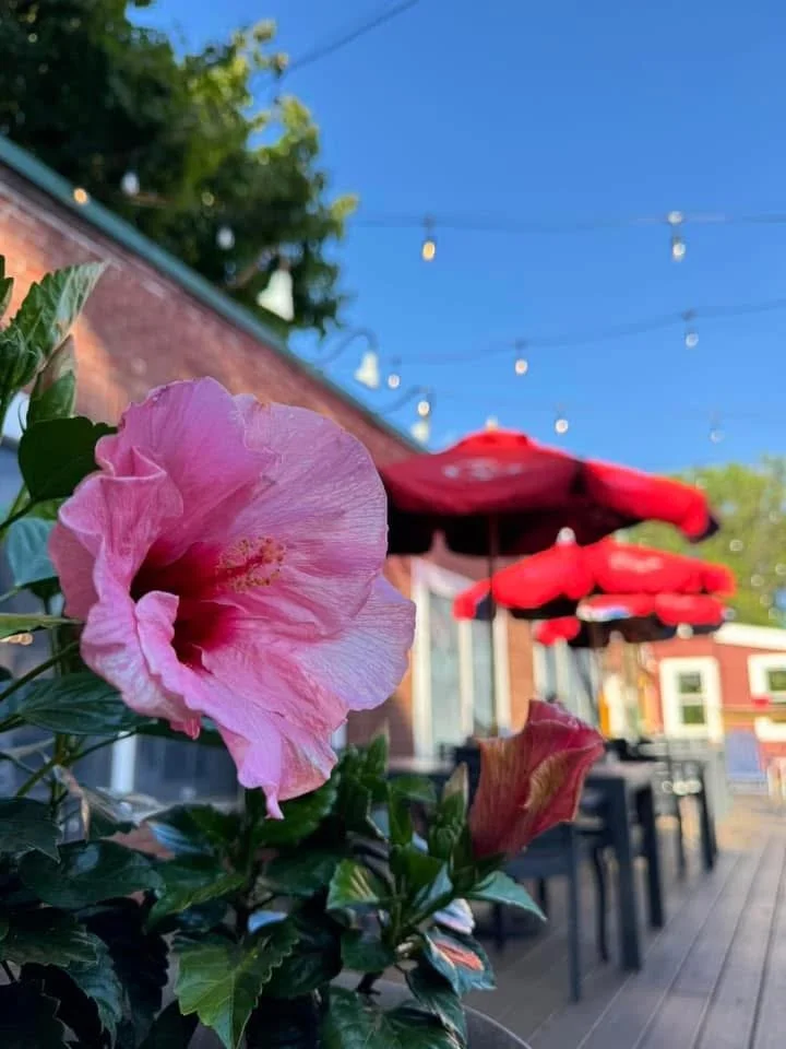Beautiful view of hibiscus flowers on the patio at the Waterworks restaurant in Rockland, Maine
