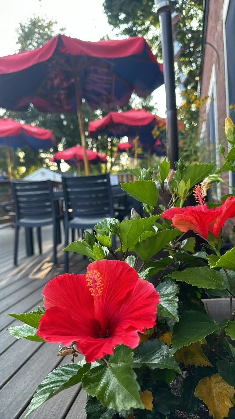 Gorgeous flowers that match the vibe of our patio oasis outside at the waterworks rockland maine