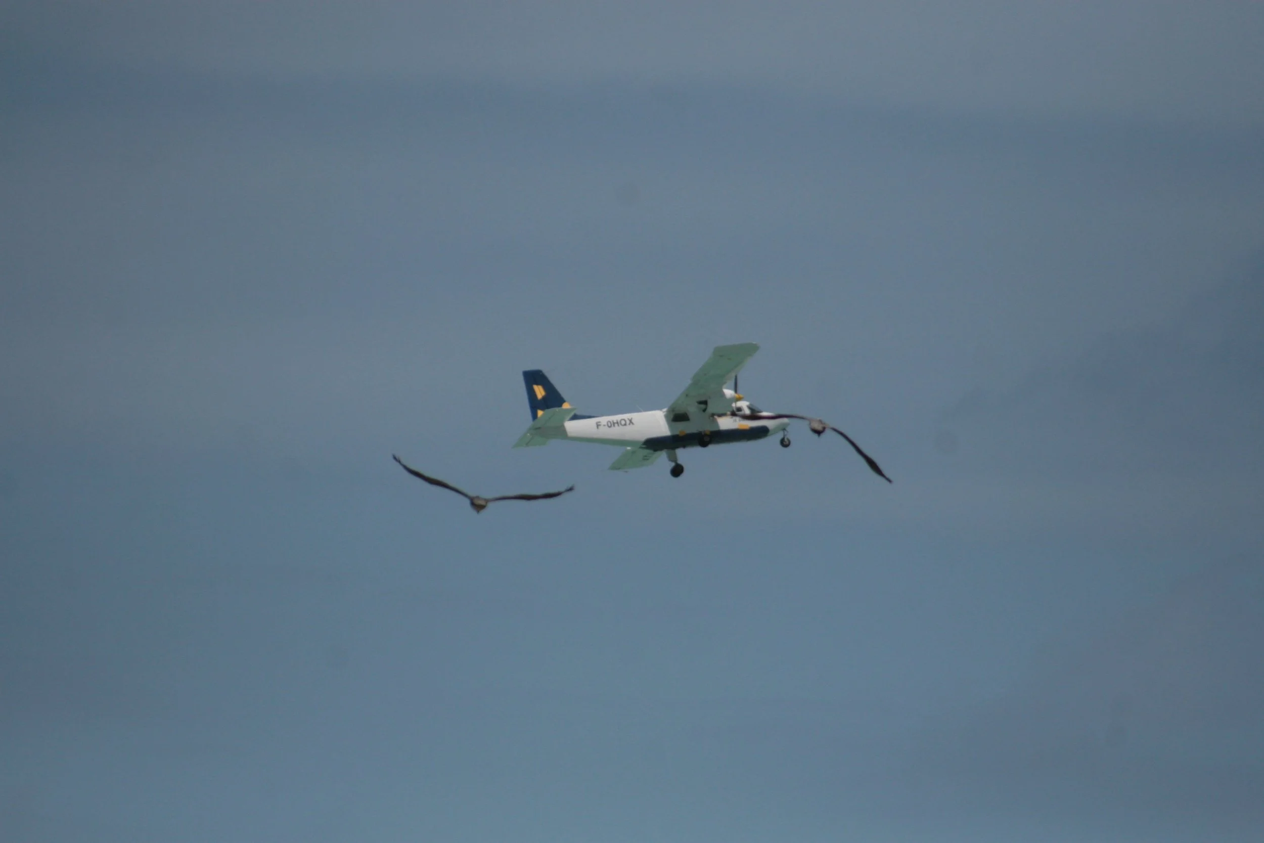 An aircraft flying in the sky with two birds nearby.