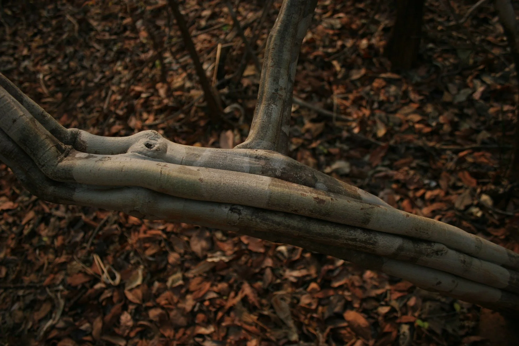 Close-up of tree roots or branches on a forest floor covered with dry leaves.