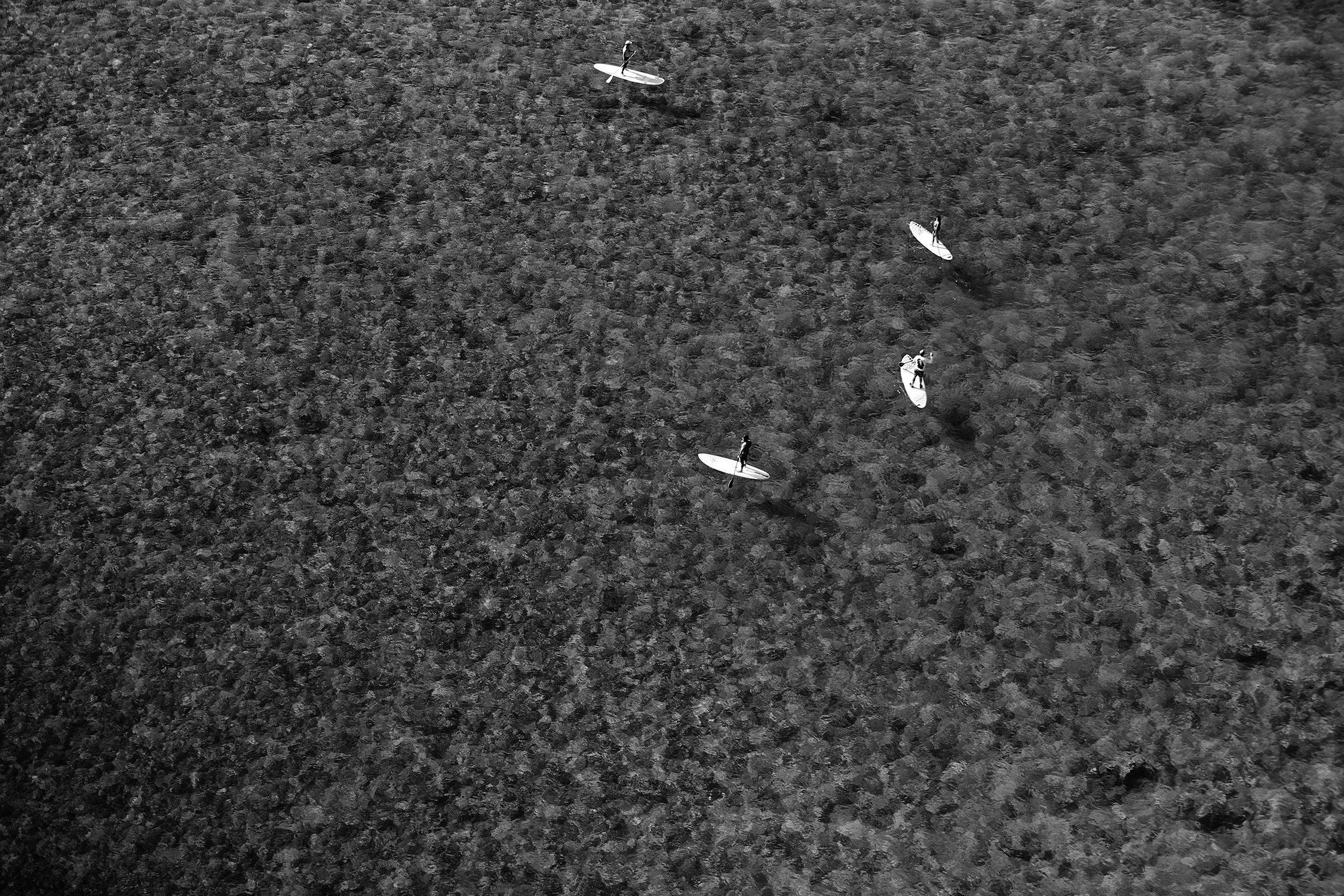 Lagoon - 2016 - #389