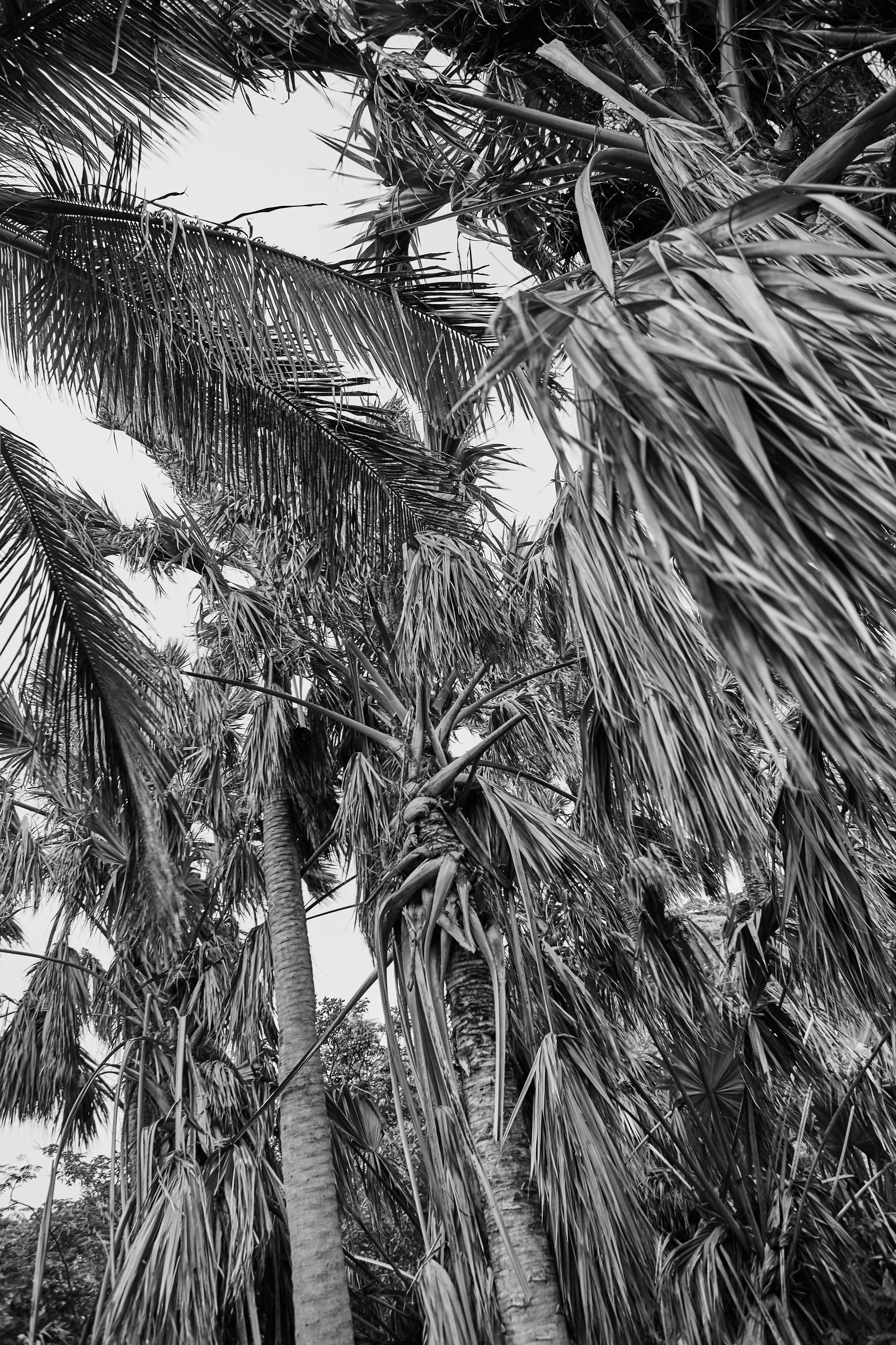 Latanier - 2016 - #788