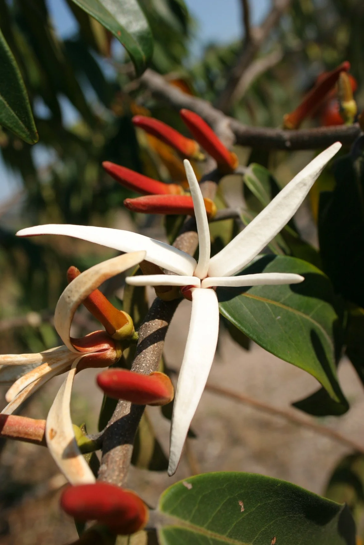 Close-up of a white flower with elongated petals and orange buds on a brown branch surrounded by green leaves.