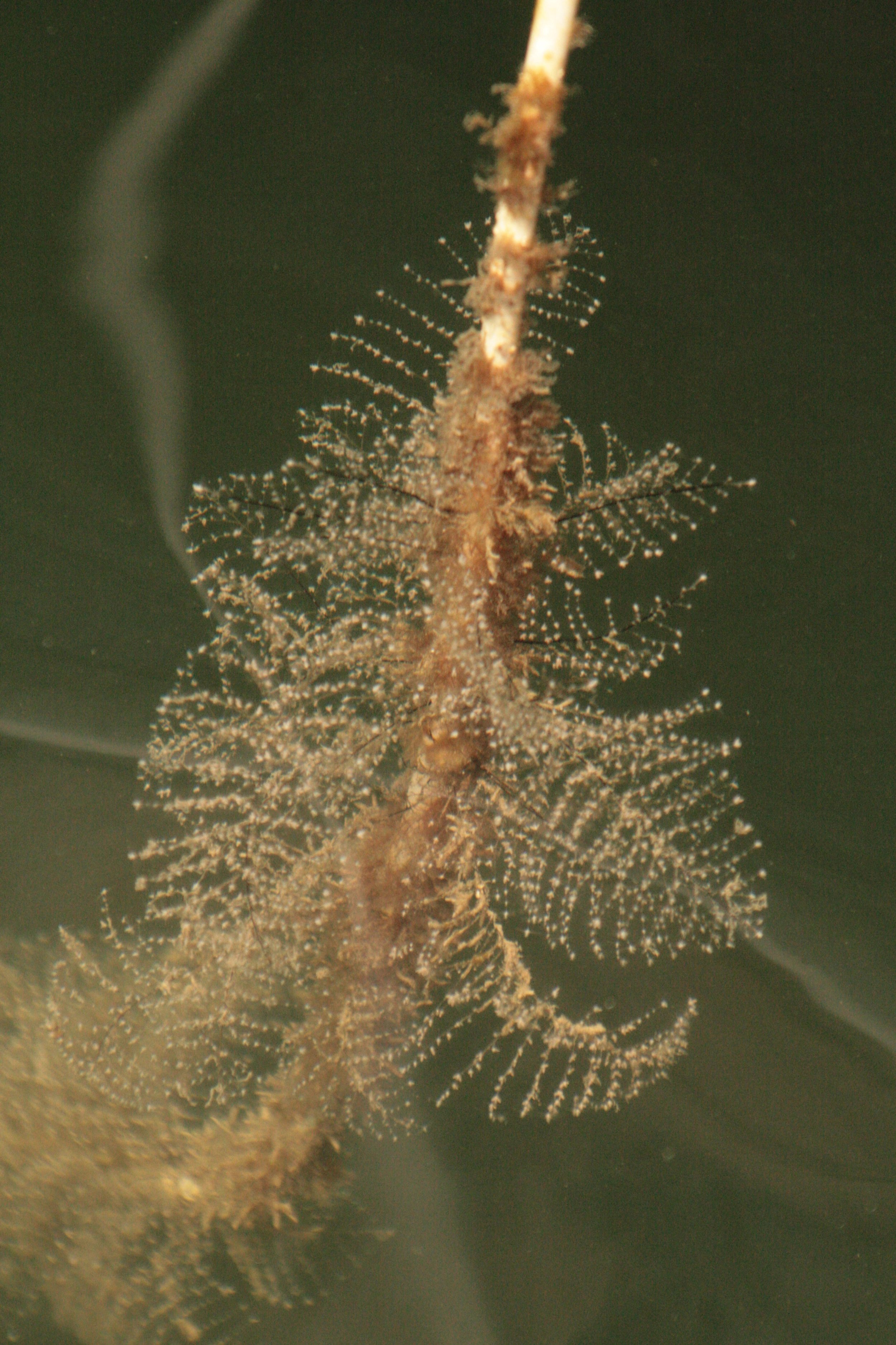 Close-up of a feathery underwater marine creature, possibly a type of coral or bryozoan, attached to a branch or stem, with a dark background.