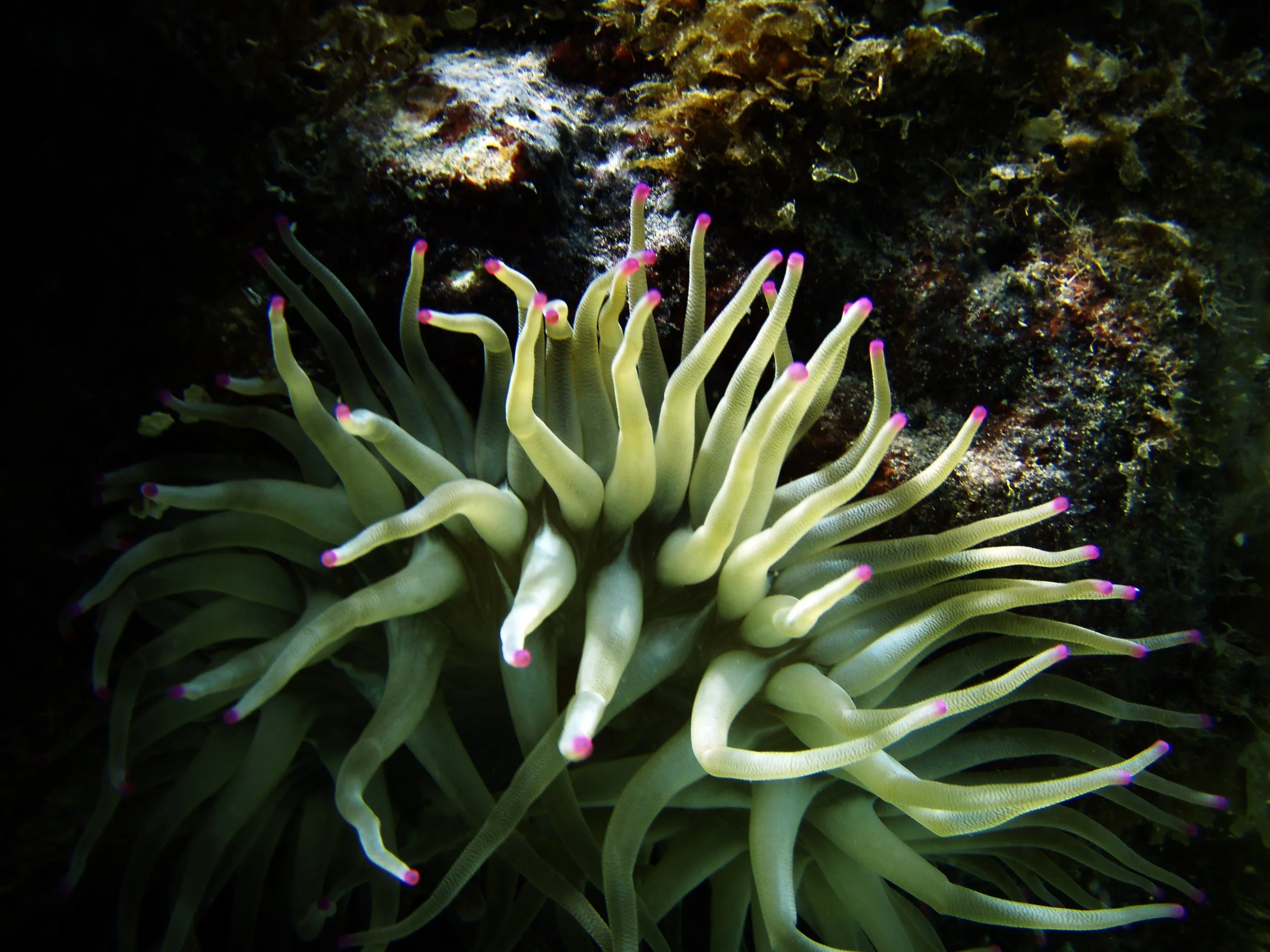 Underwater photo of a green sea anemone with pink-tipped tentacles attached to a rock.