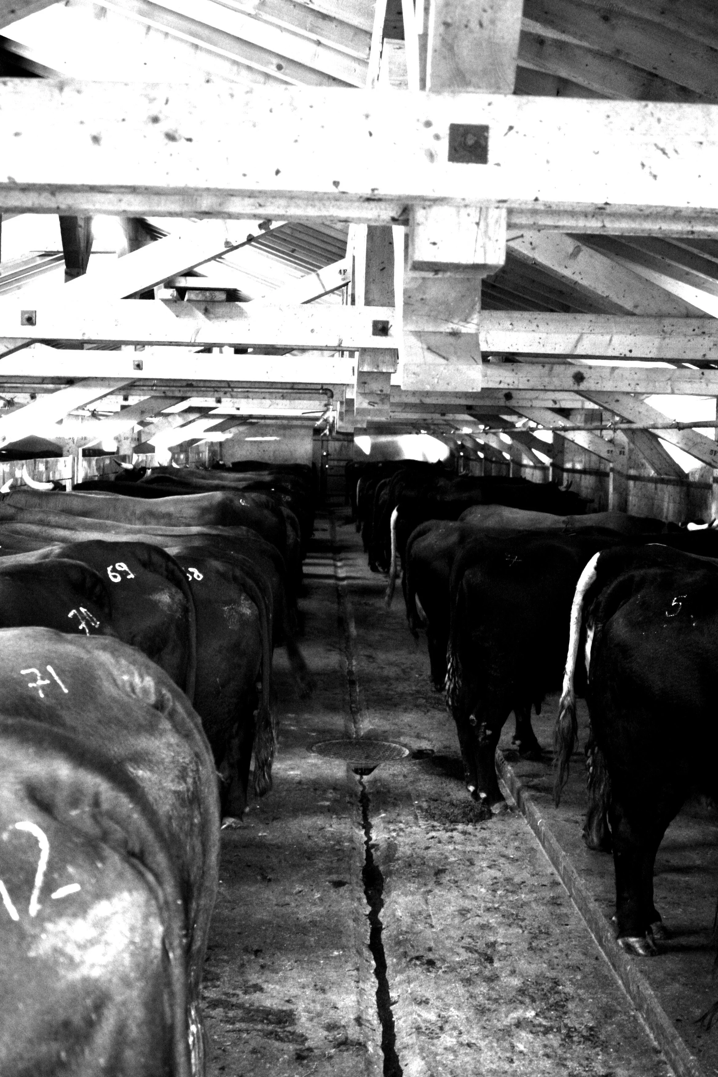 Black cows with numbered tags on their backs in a barn with wooden beams and a concrete aisle.