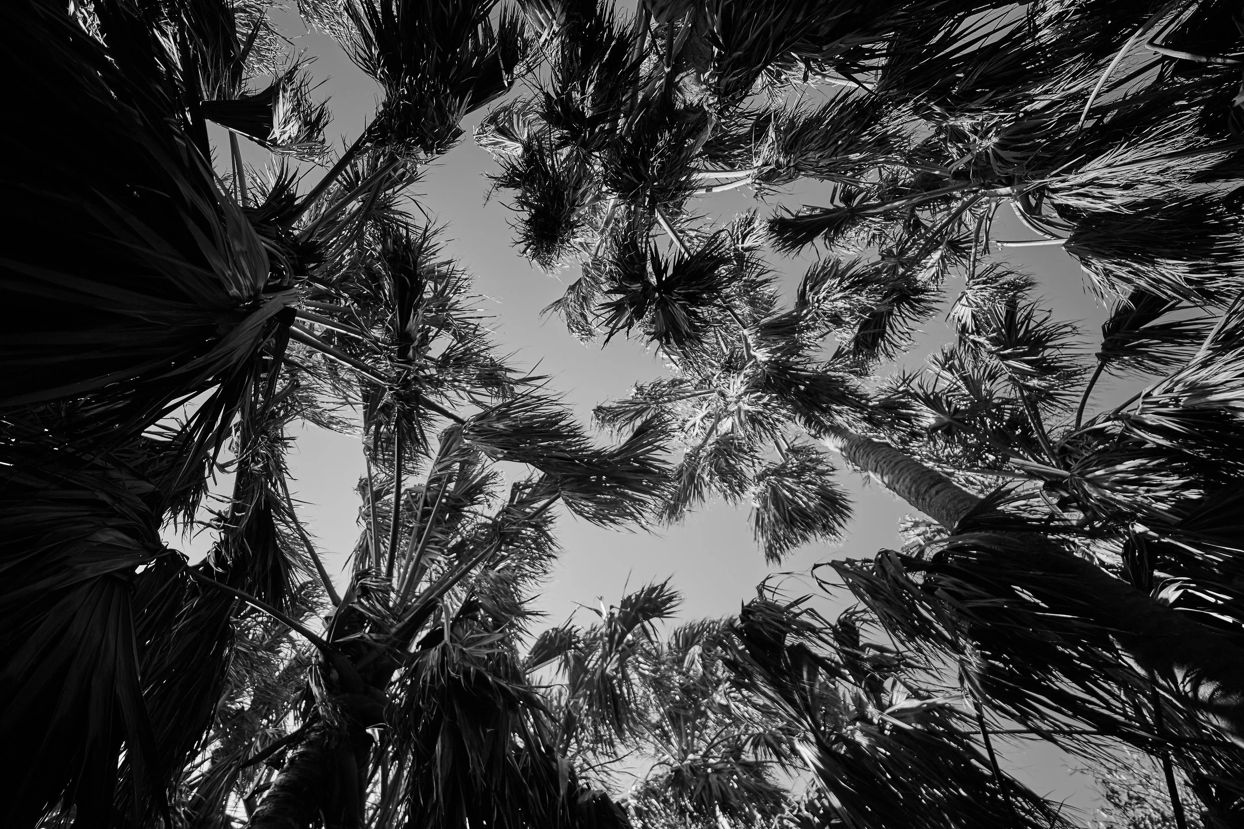 Latanier - 2016 - #879