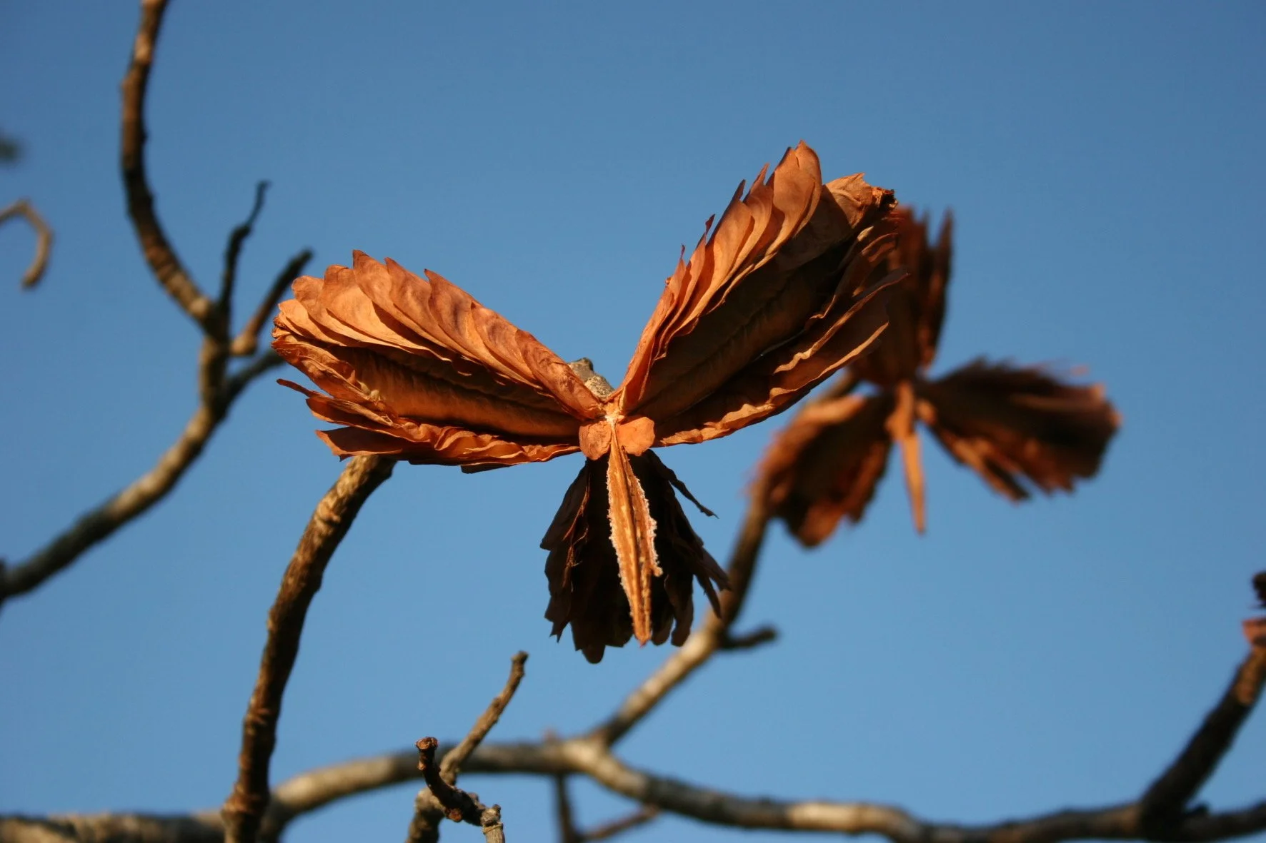 A dried, brown butterfly-shaped leaf clings to a branch against a blue sky.