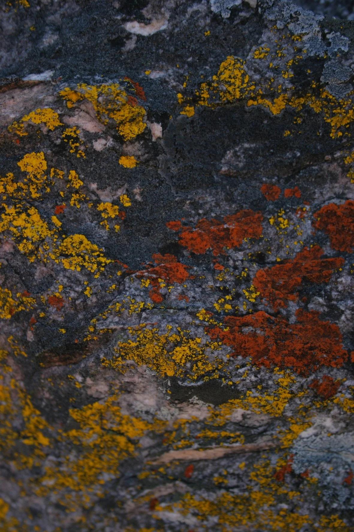 Close-up of a rock surface covered with yellow and orange lichen.