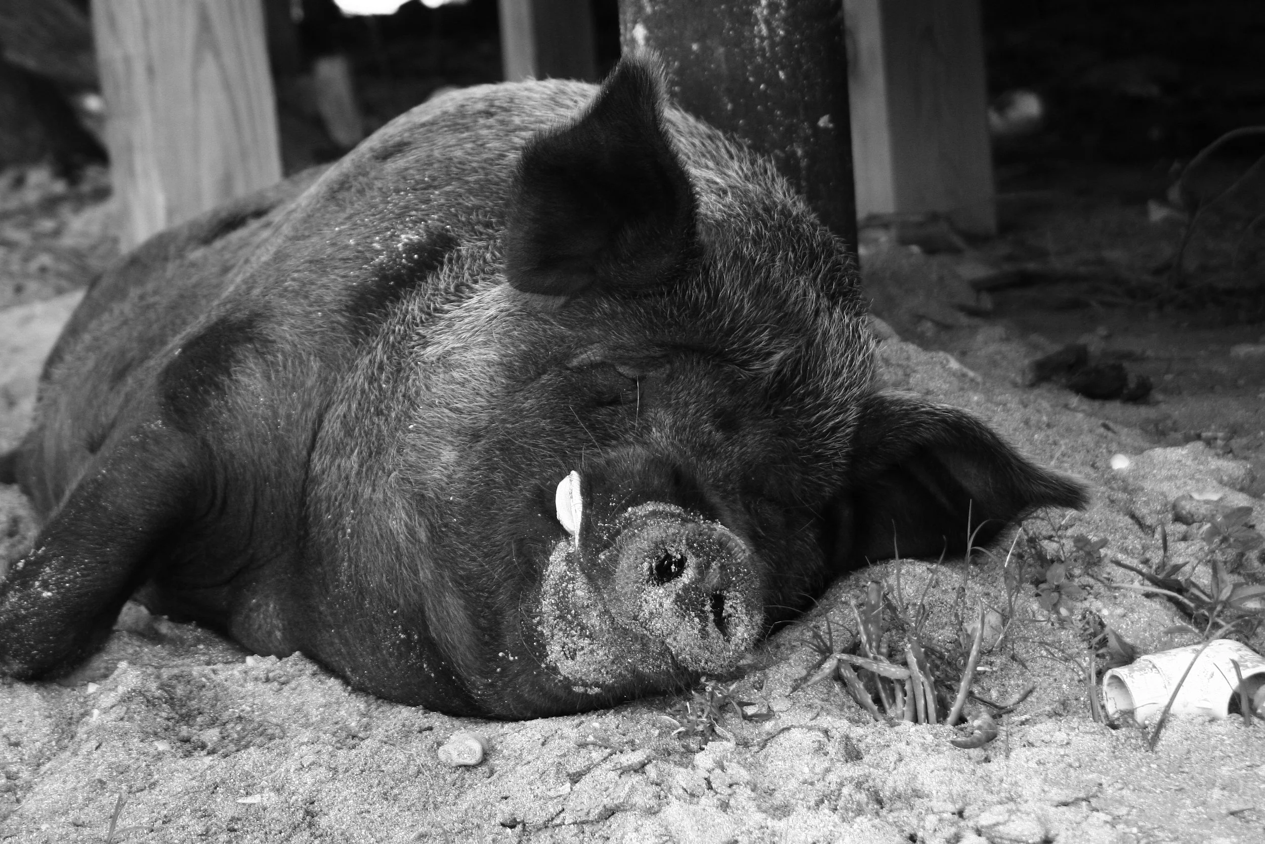 A sleeping pig lying on sandy ground with sand on its face, next to some small plants and litter.